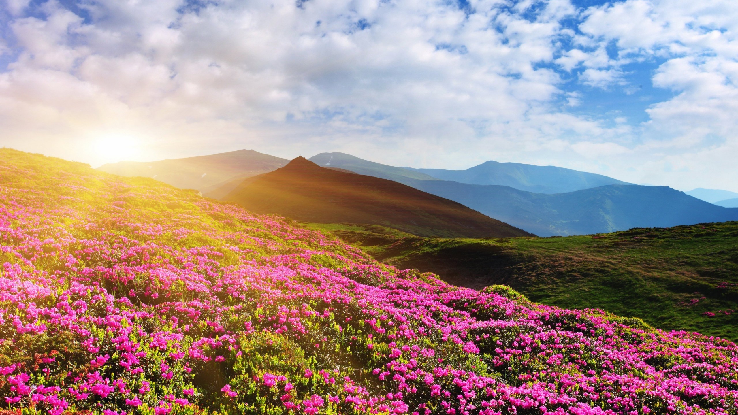 2560x1440 Tags: Rhododendron flowers, Mountain, Summer ...