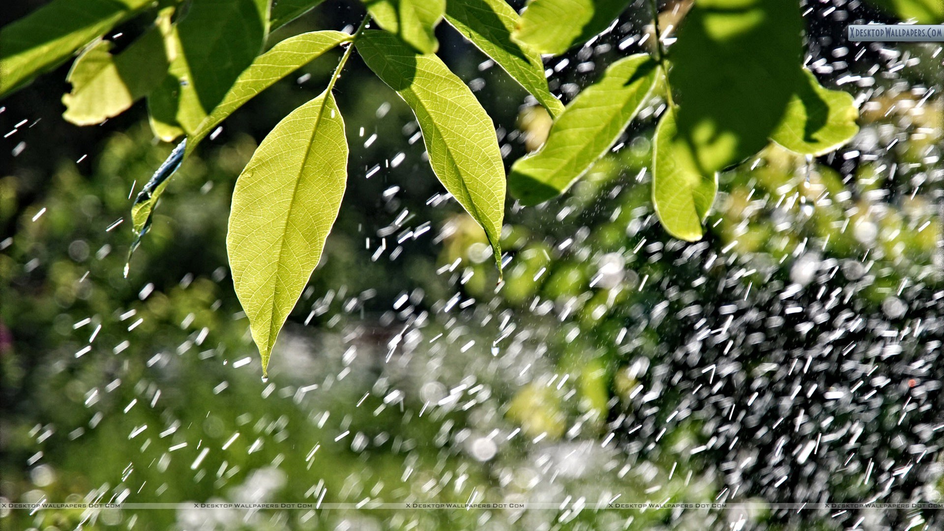 1920x1080 You are viewing wallpaper titled "Rain And Green Leaves" ...