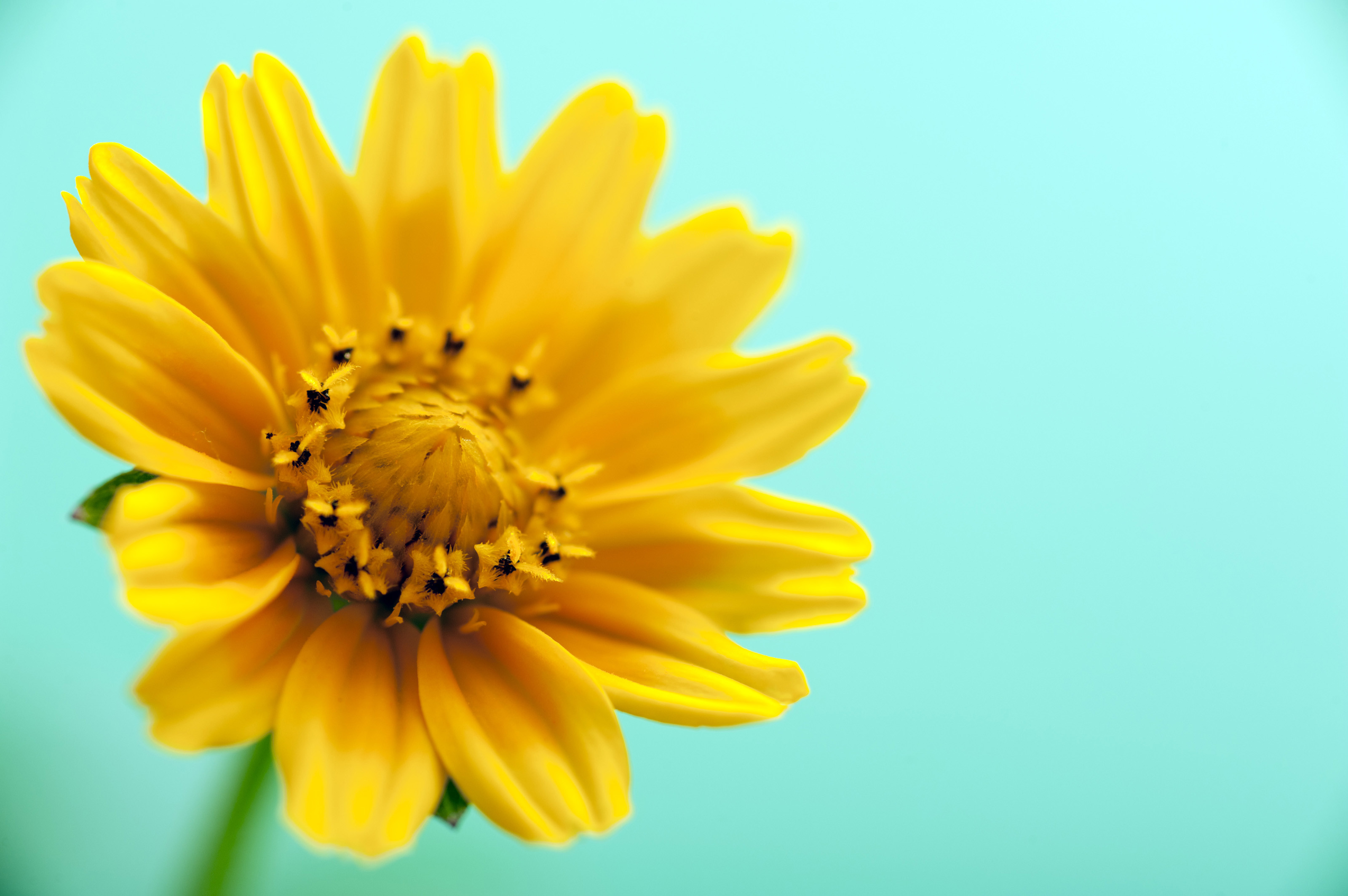 3200x2129 Yellow calendula spring flower close-up image over light cyan background  with copy space