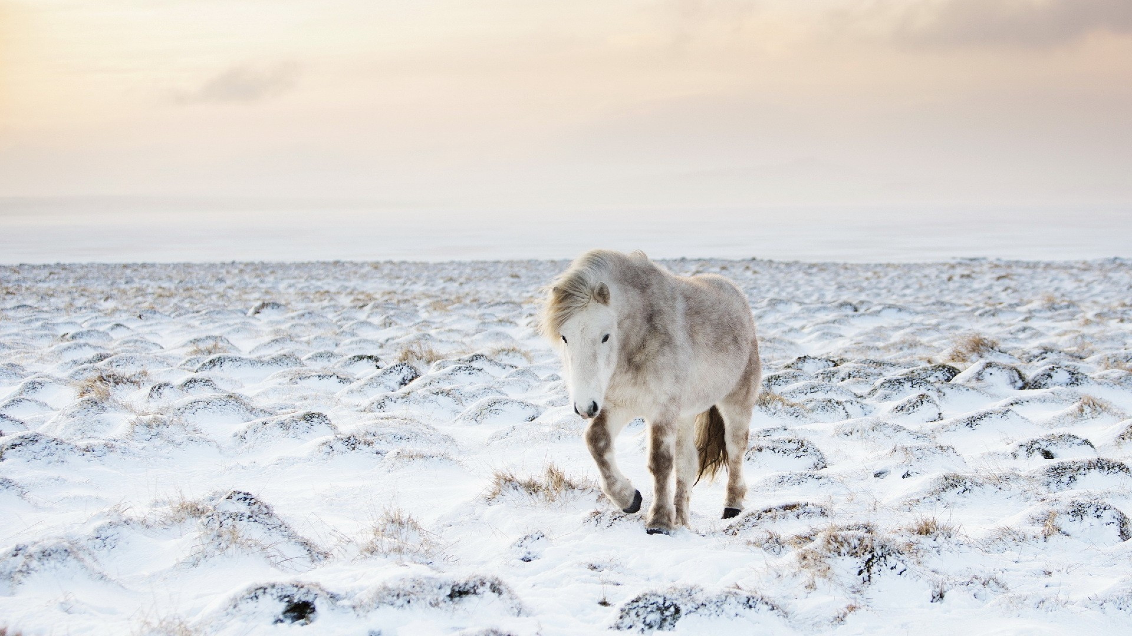 3840x2160  Wallpaper horse, snow, winter