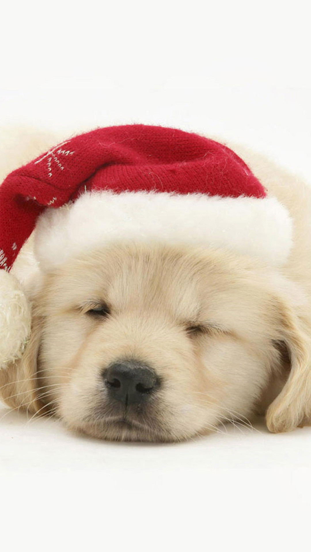 1080x1920 Cute Puppy In Christmas Hat iPhone 6 wallpaper