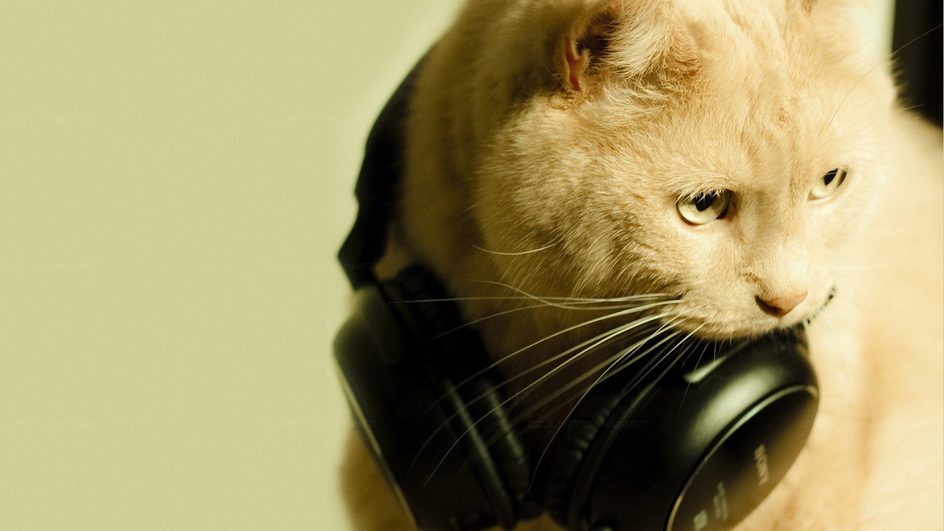 1920x1080 Cat With Headphones Wallpaper - Wallnest Picture on VisualizeUs - Bookmark  pictures and videos that inspire you. Social bookmarking of pictures and  videos.