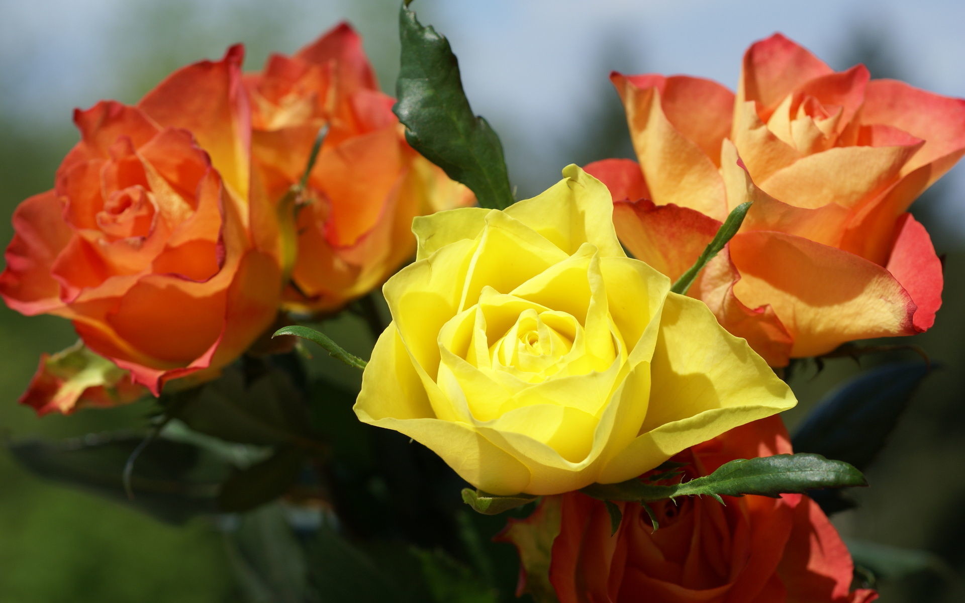 1920x1200 Yellow Roses 29677