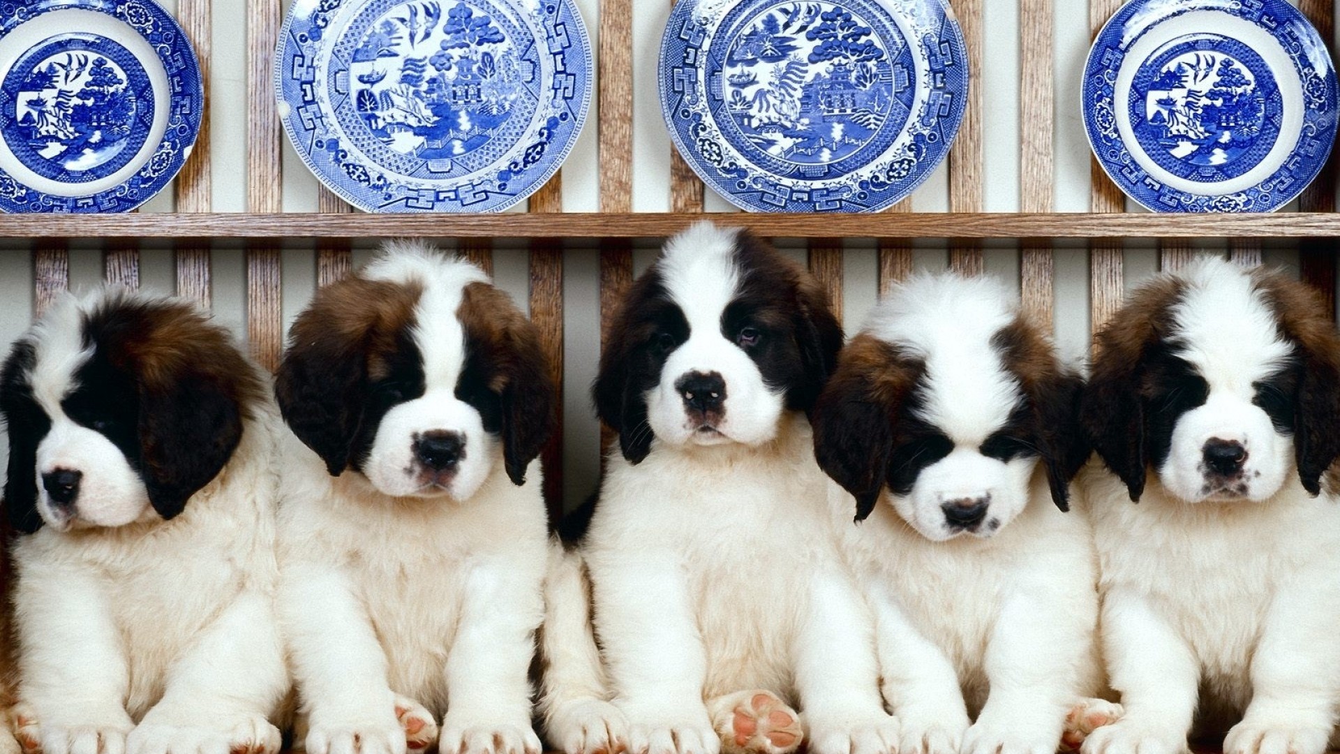1920x1080 Preview wallpaper st bernard, puppies, dishes, plates, shelf 