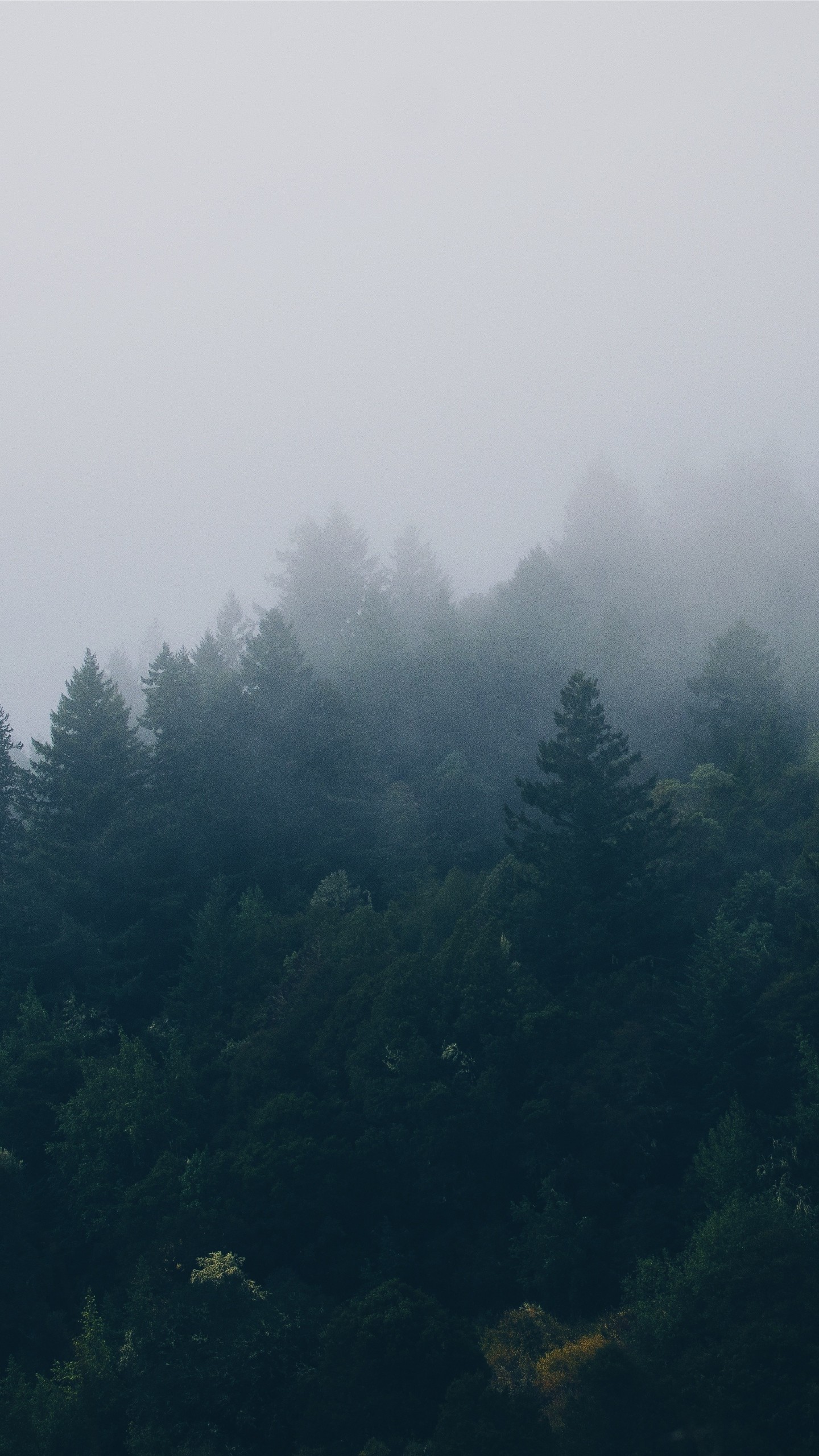 1440x2560 Preview wallpaper forest, trees, fog 