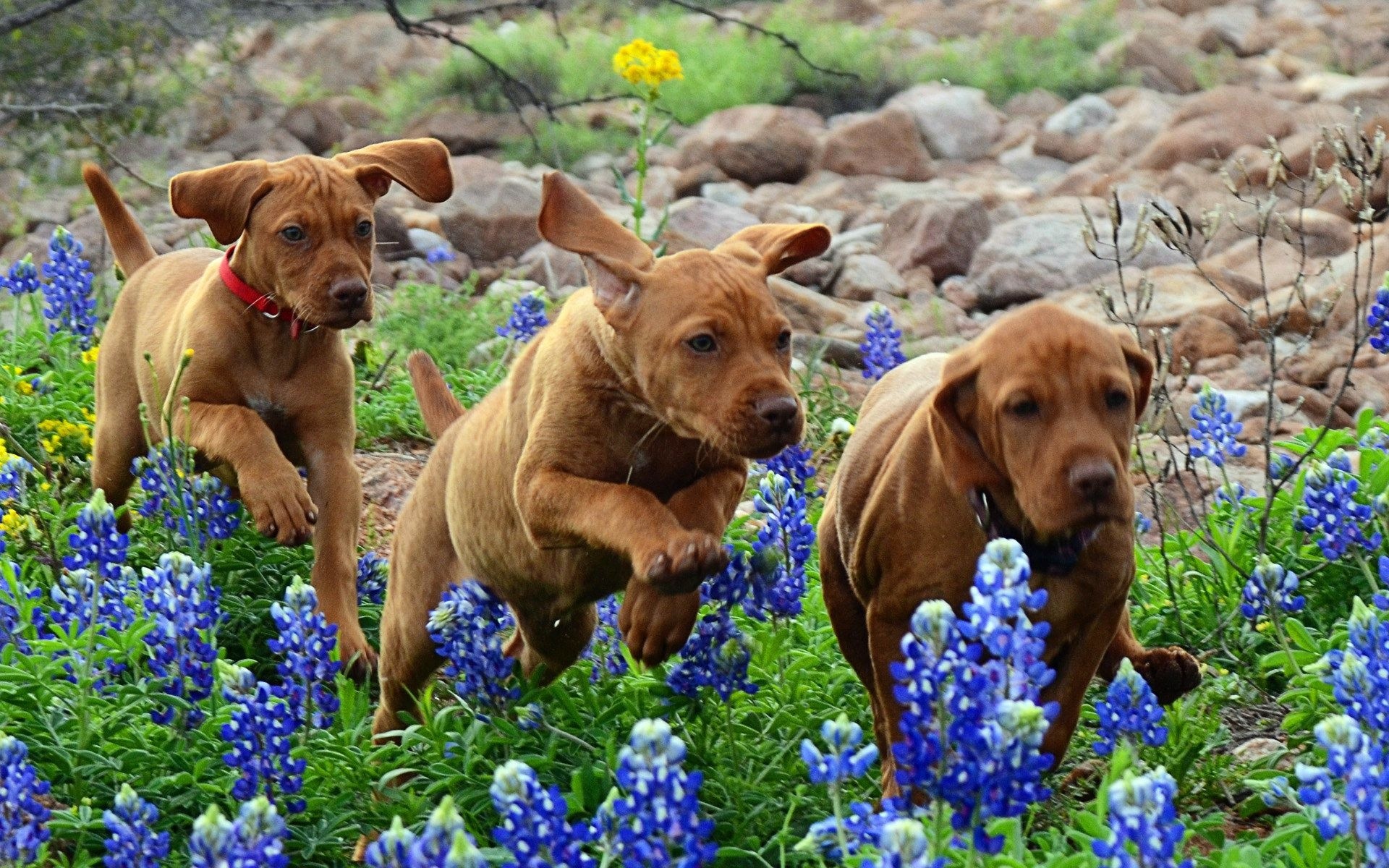 1920x1200 Dogs puppies running flowers baby puppy wallpaper |  | 195919 .