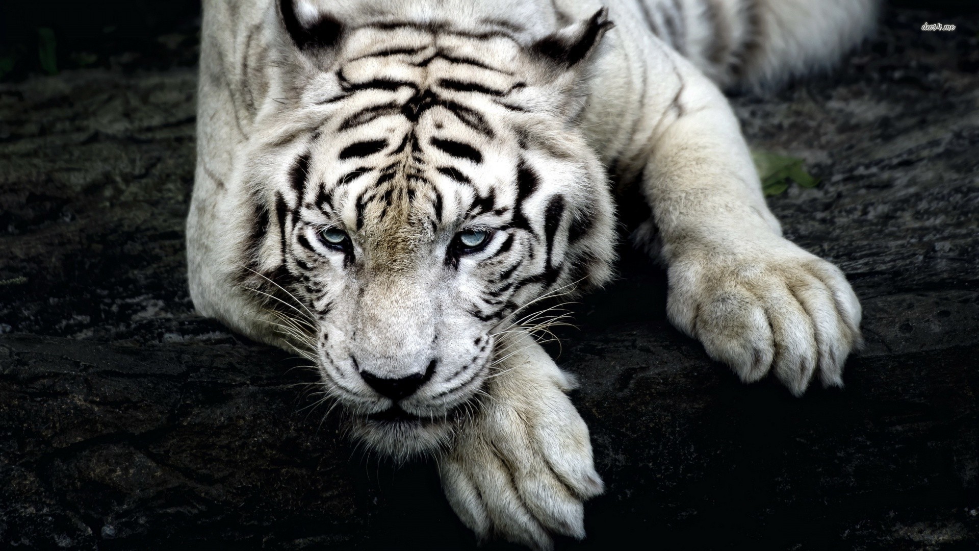 1920x1080 White Tiger Cool Backgrounds Wallpapers
