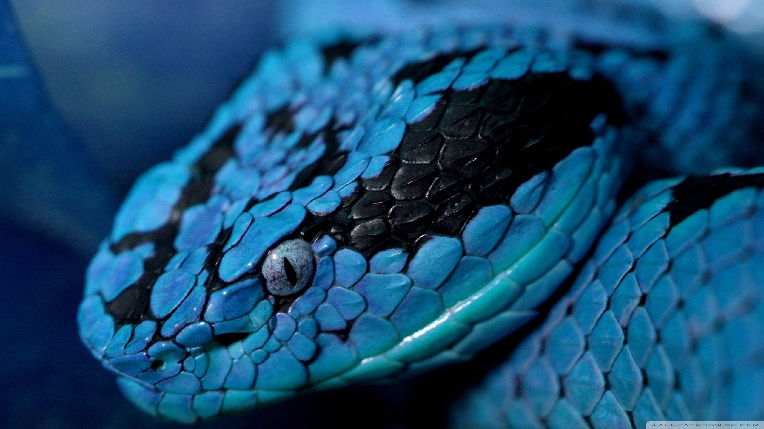 2560x1440 The Most Beautiful Snake Ever Wallpaper