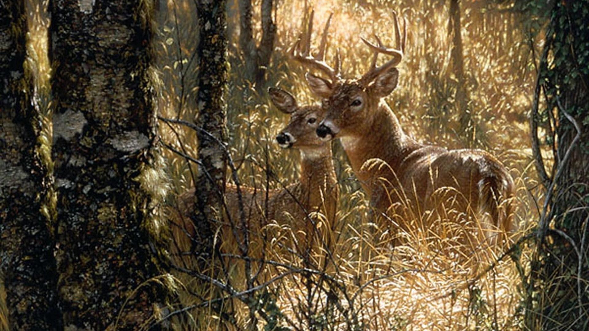 1920x1080 ... whitetail deer traditions painting by jq licensing ...