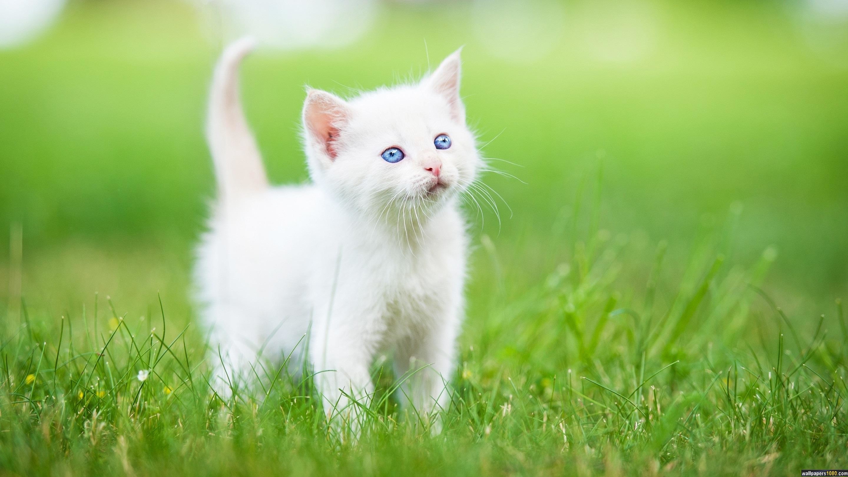 2880x1620 collection of cute white kittens wallpapers on spyder wallpapers