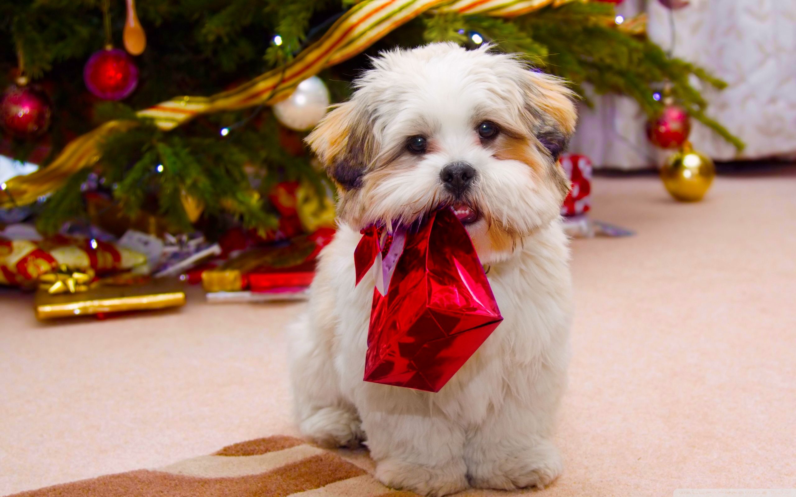 2560x1600 Christmas Puppy Wallpapers For Iphone