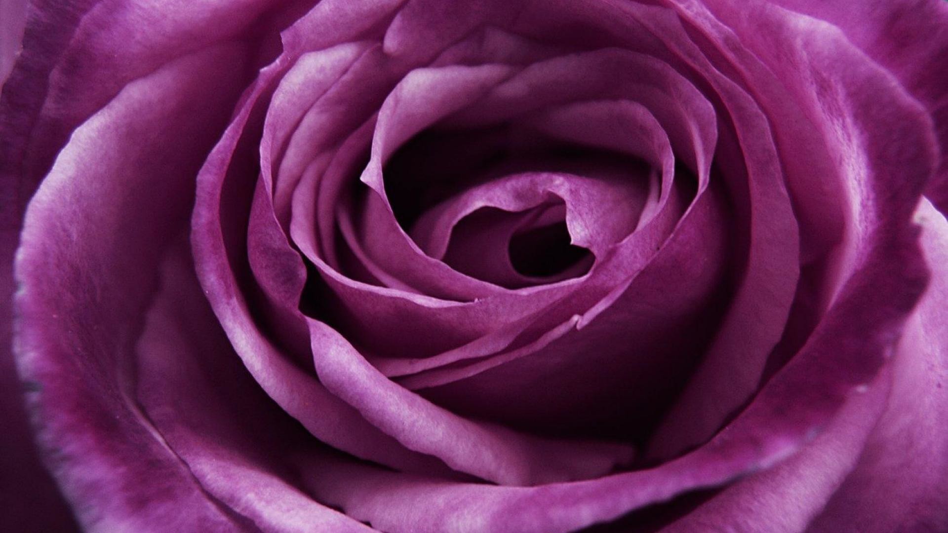 1920x1080 purple flowers roses Widescreen Wallpaper