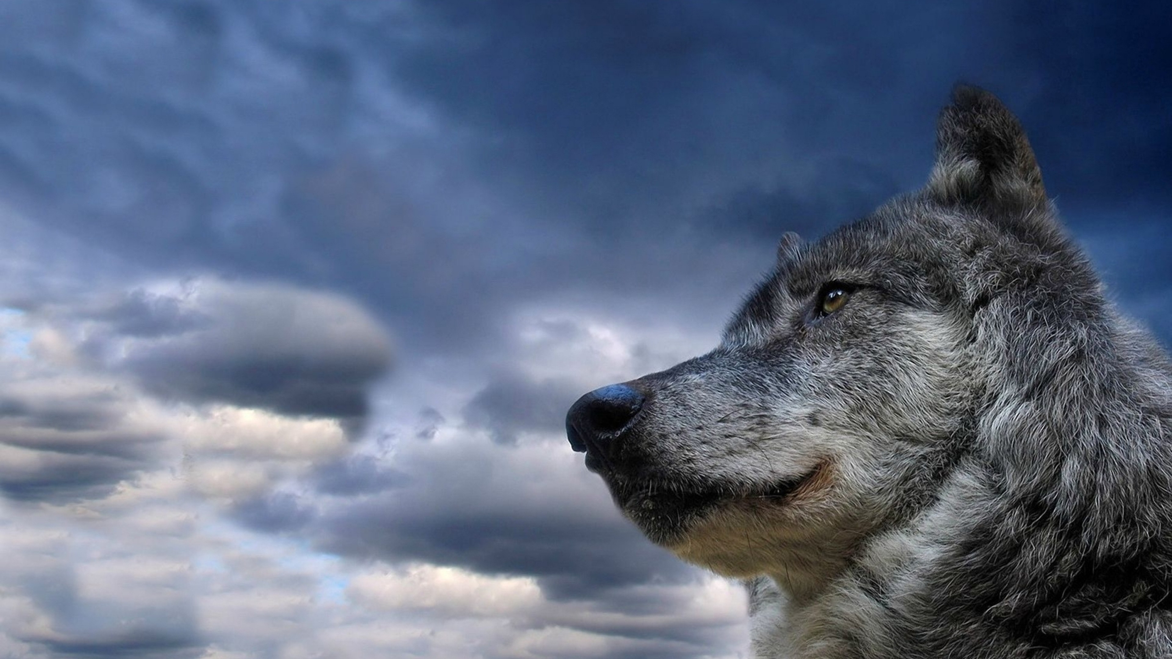 3840x2160  Wallpaper wolf, muzzle, dog, sky, view, meditation