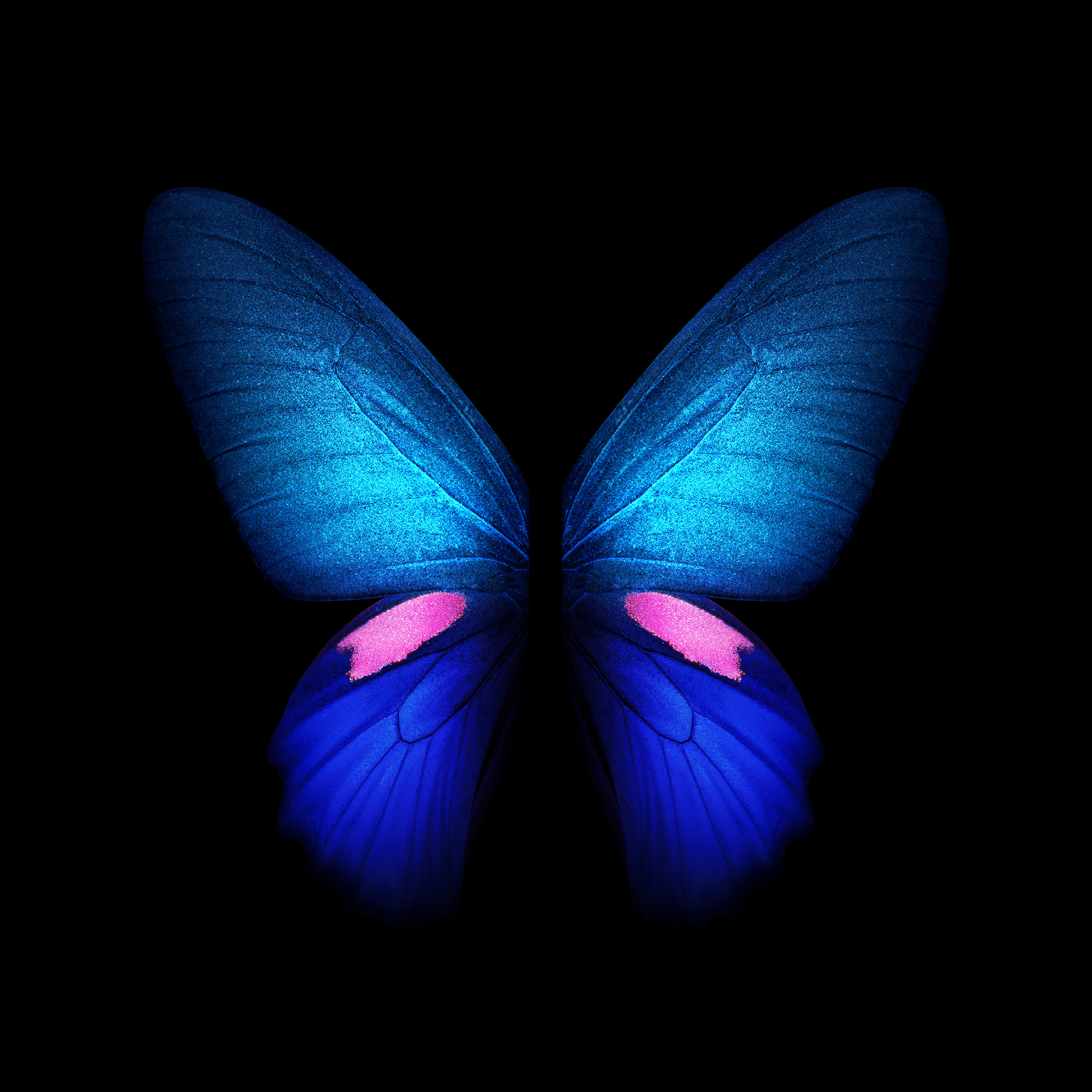 2152x2152 Samsung Galaxy Fold butterfly wallpaper in blue with two wings.