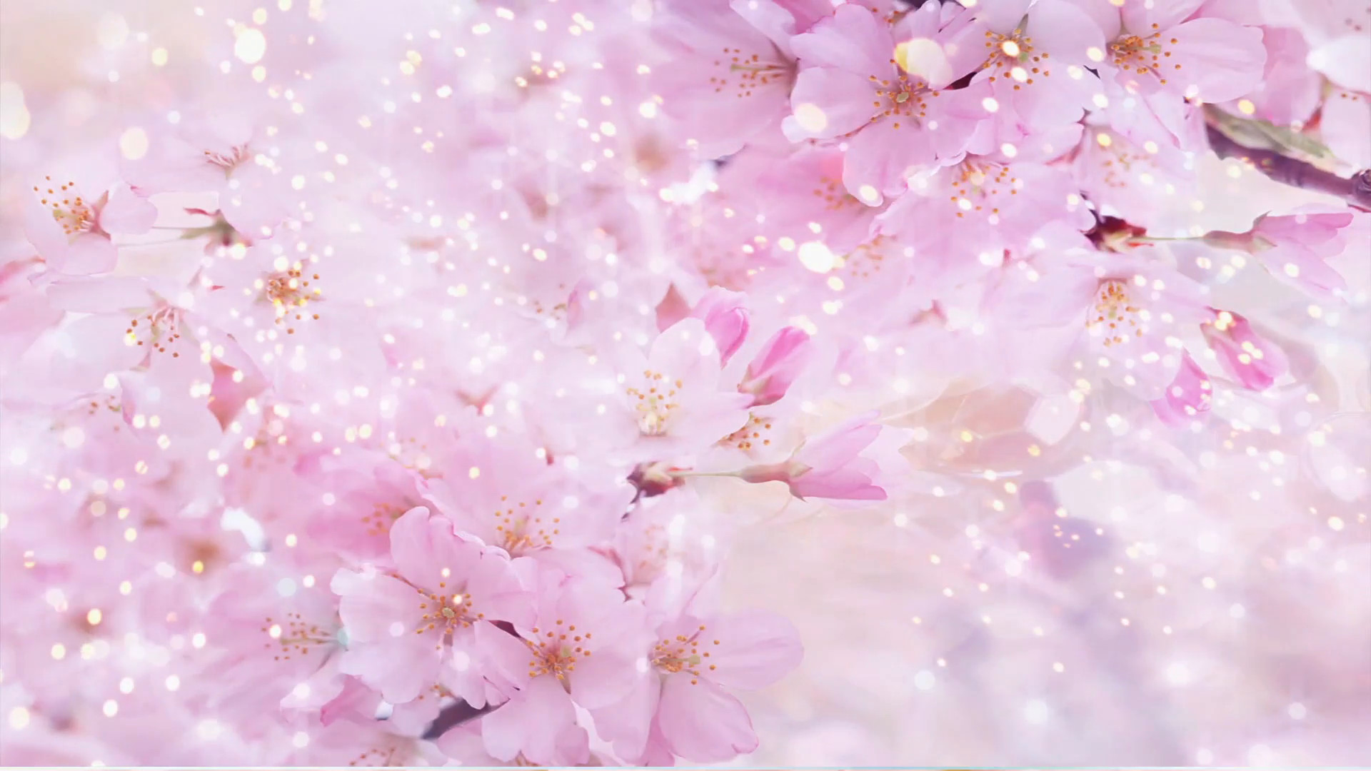 1920x1080 Pink Flowers - Abstract Wedding Background 01 Stock Video Footage -  VideoBlocks
