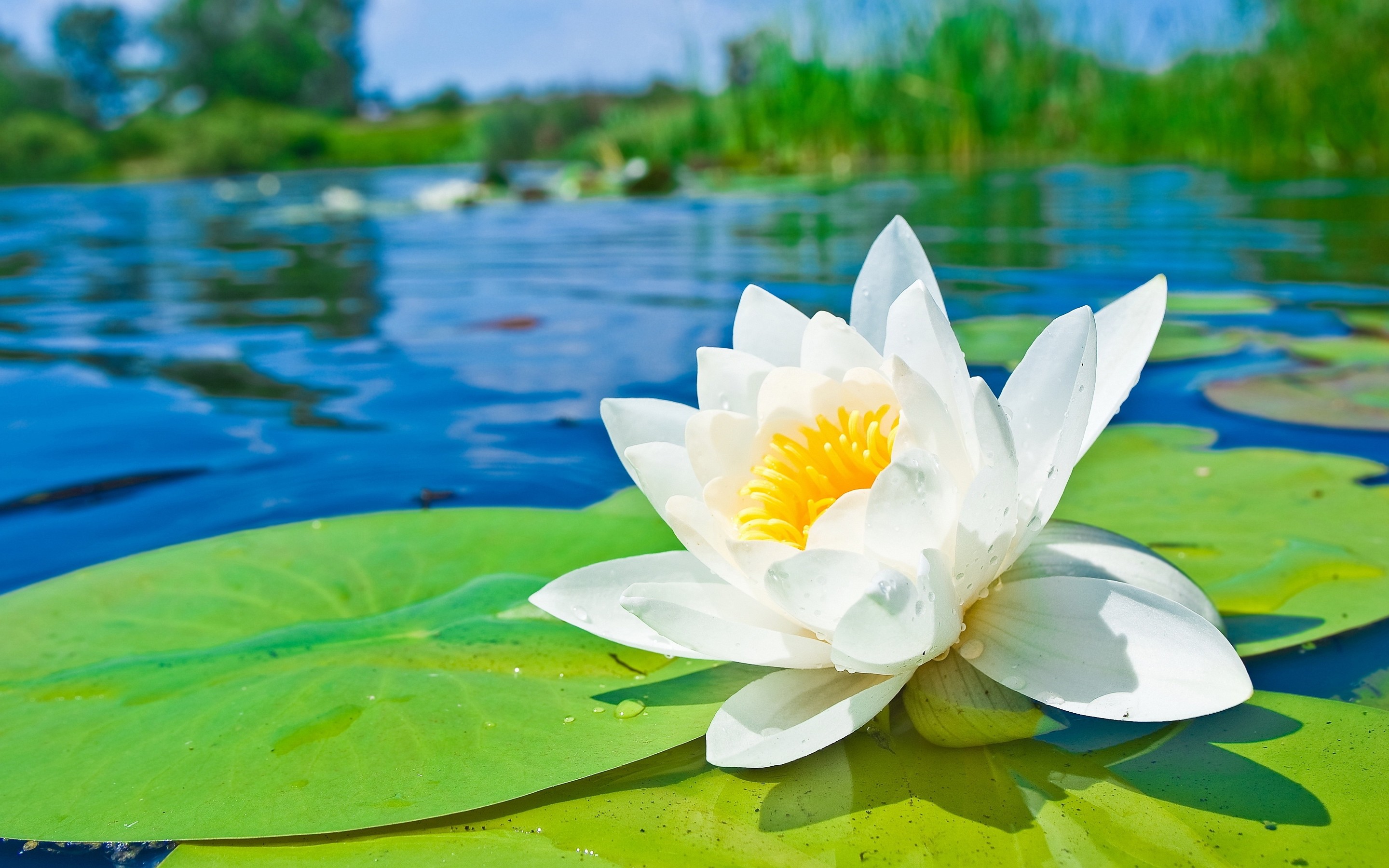 2880x1800 Water Lily Wallpaper For Laptop