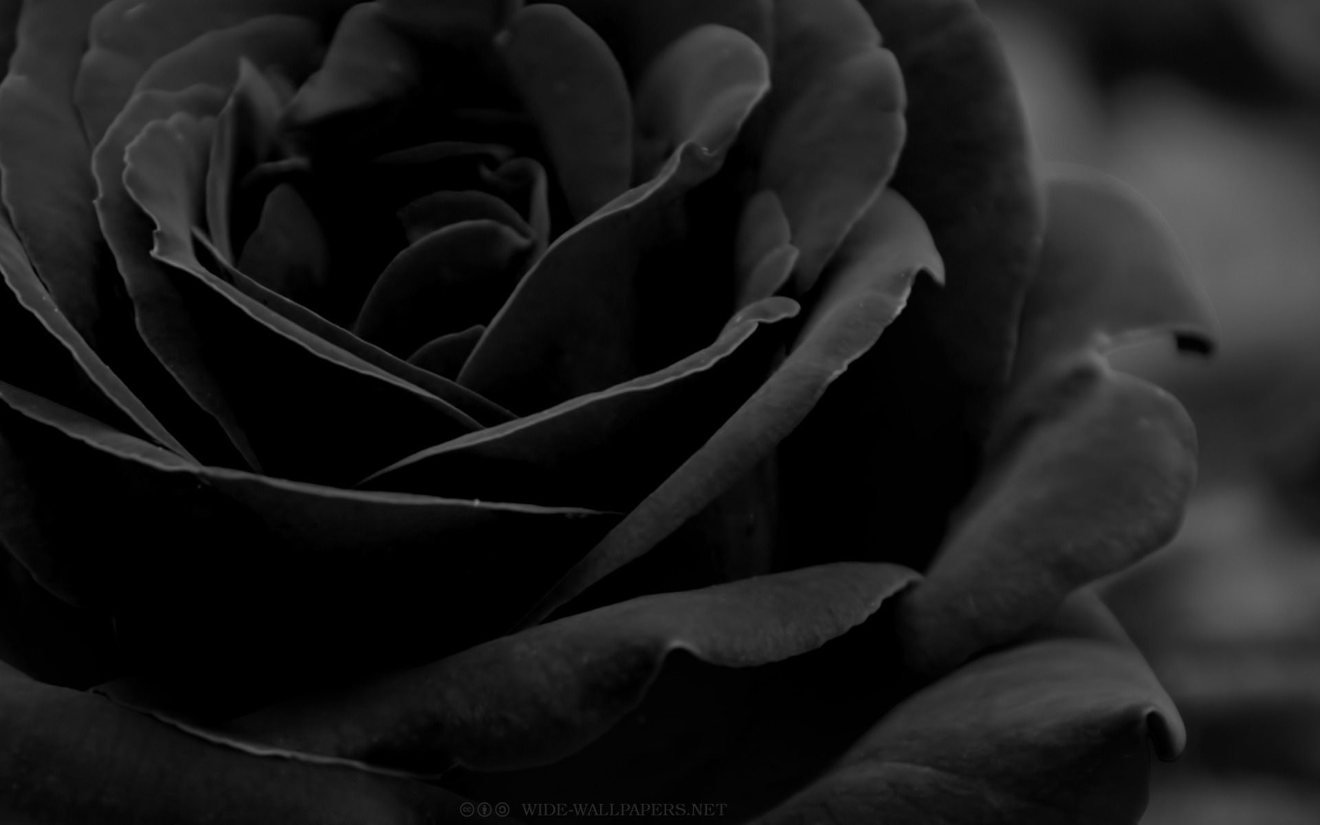 1920x1200 Black Roses Backgrounds - Wallpaper Cave