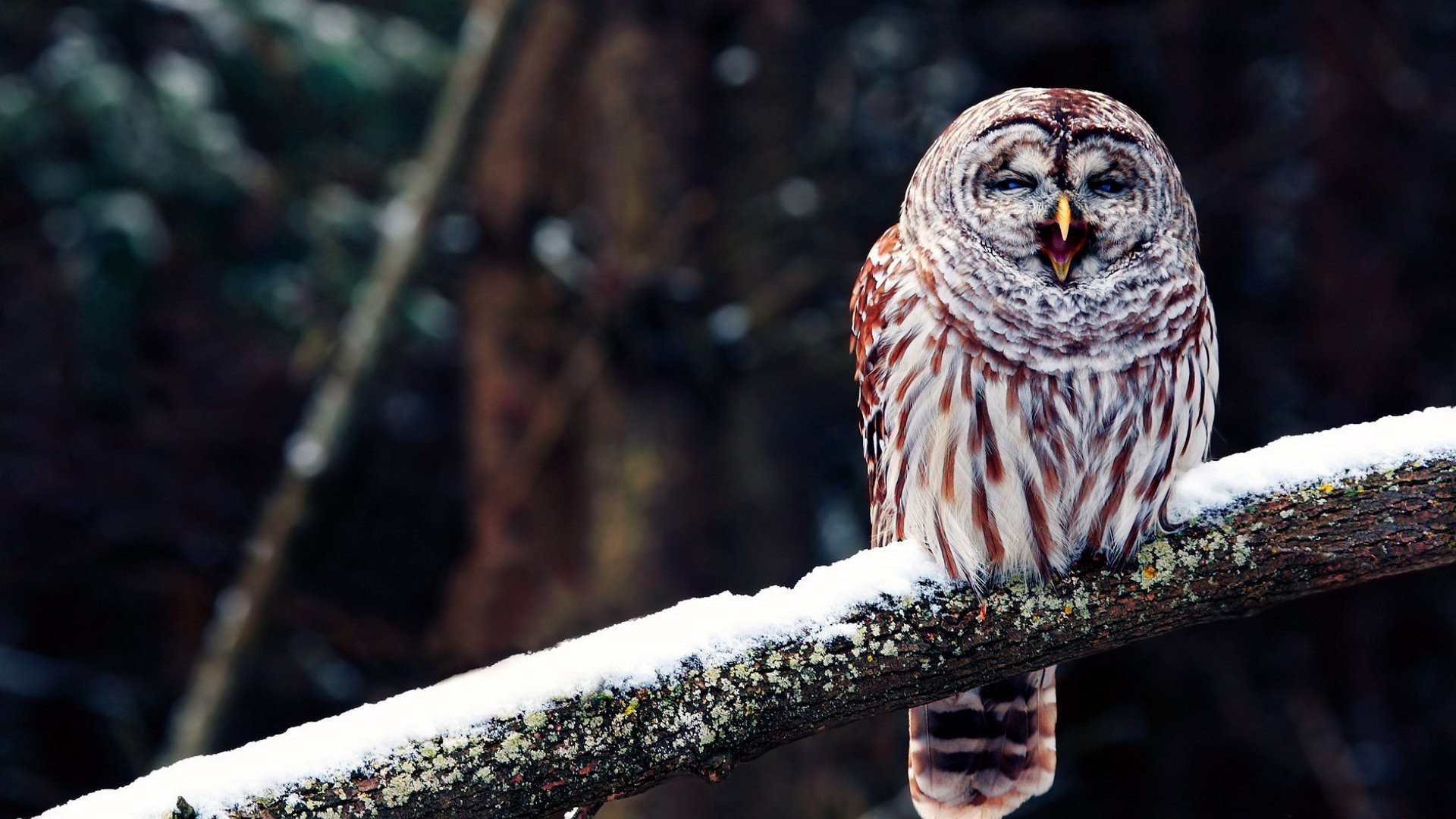 1920x1080 Owl – High Quality HD Wallpapers
