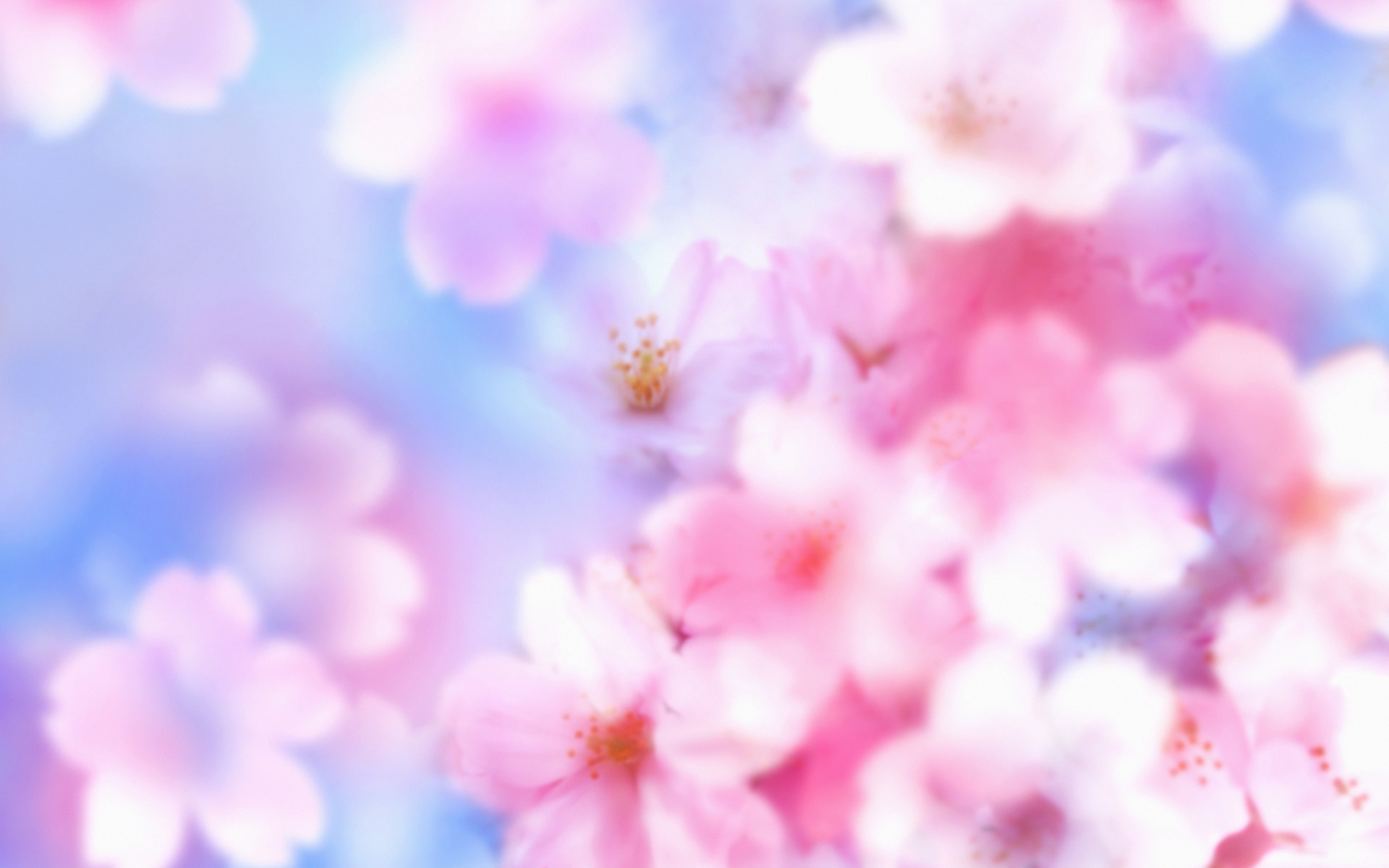 1920x1200 Cherry Blossom Wallpaper 6561
