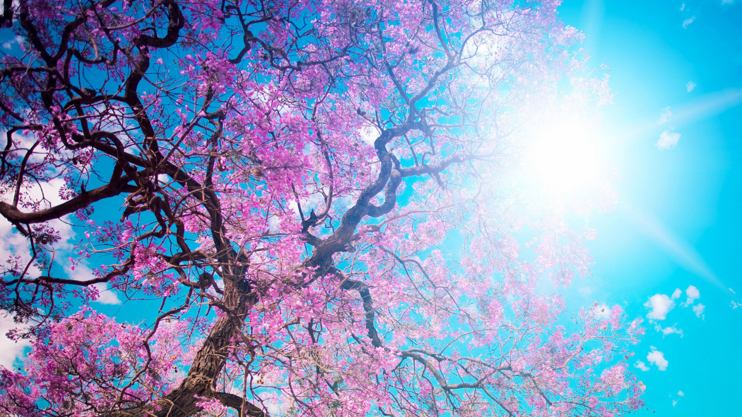 2560x1440  Wallpaper o-hanami, blossom festival and to enjoy the cherry  blossoms, japan