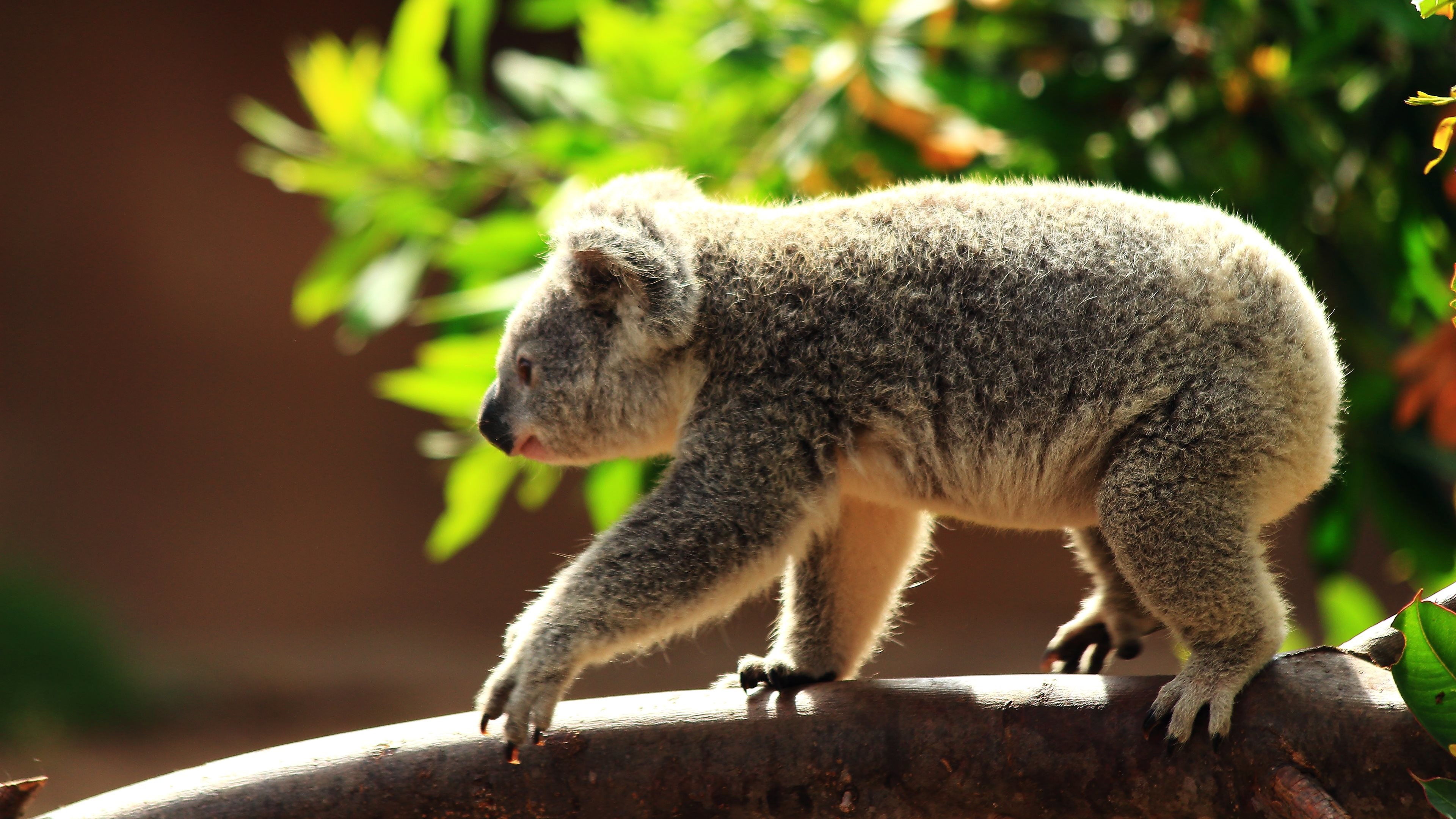 Download Koala wallpapers for mobile phone free Koala HD pictures