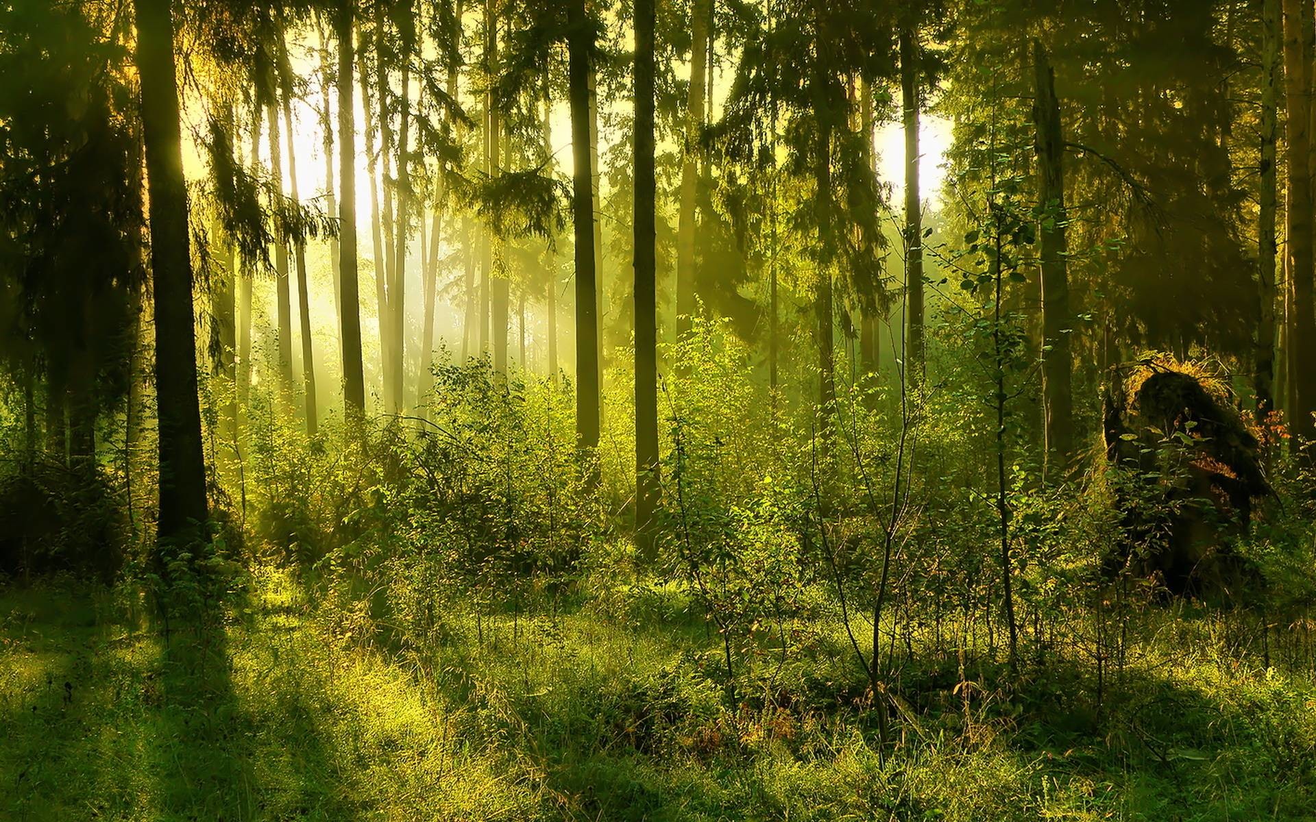 1920x1200 Forest Backgrounds Pictures (70 Wallpapers)