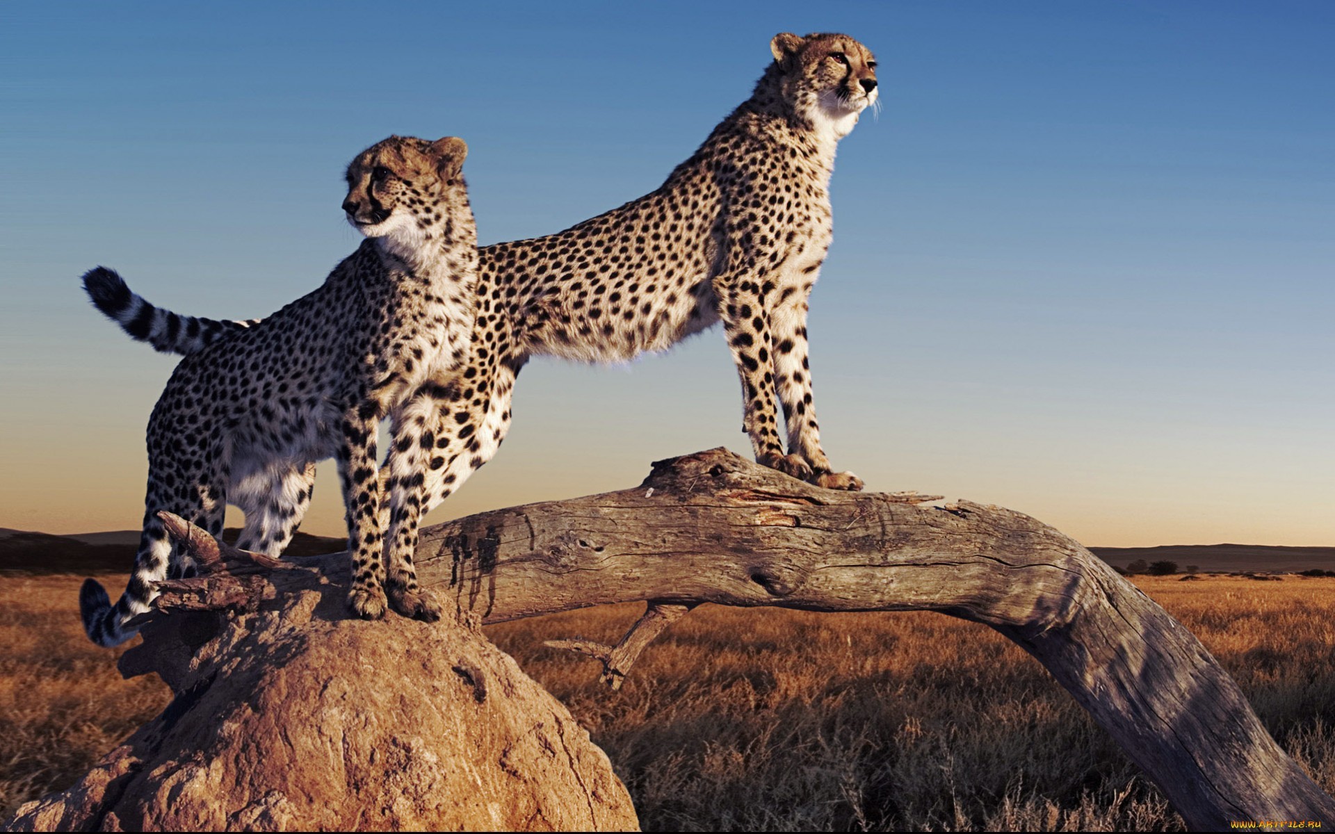 1920x1200 Animal - Cheetah Wallpaper
