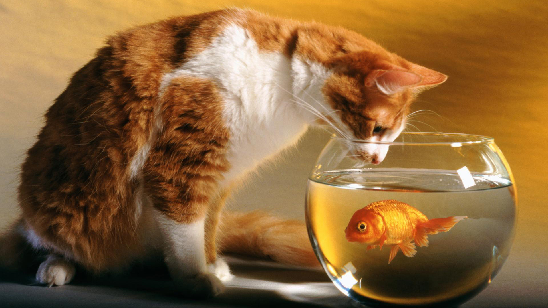 1920x1080 Cat and Fish