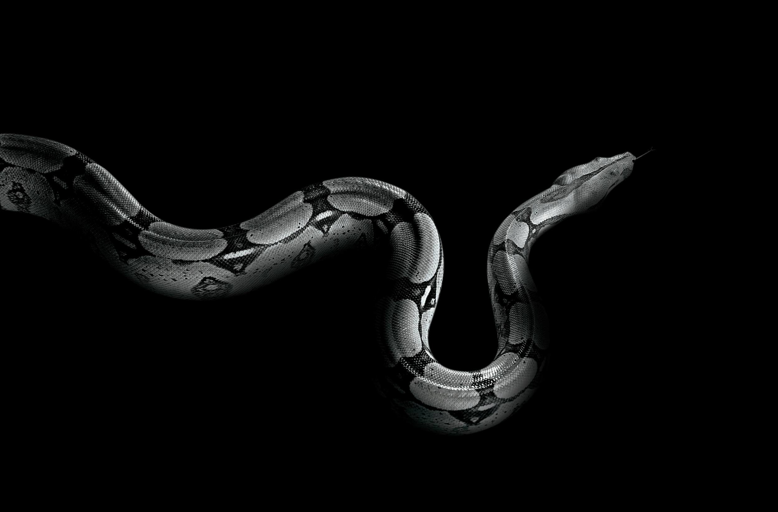2500x1646 White lipped Pit Viper Snake â¤ 4K HD Desktop Wallpaper for 4K