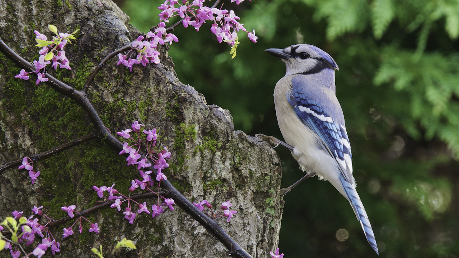 1920x1080 Blue Jay HD Wallpaper | Background Image |  | ID:437774 - Wallpaper  Abyss