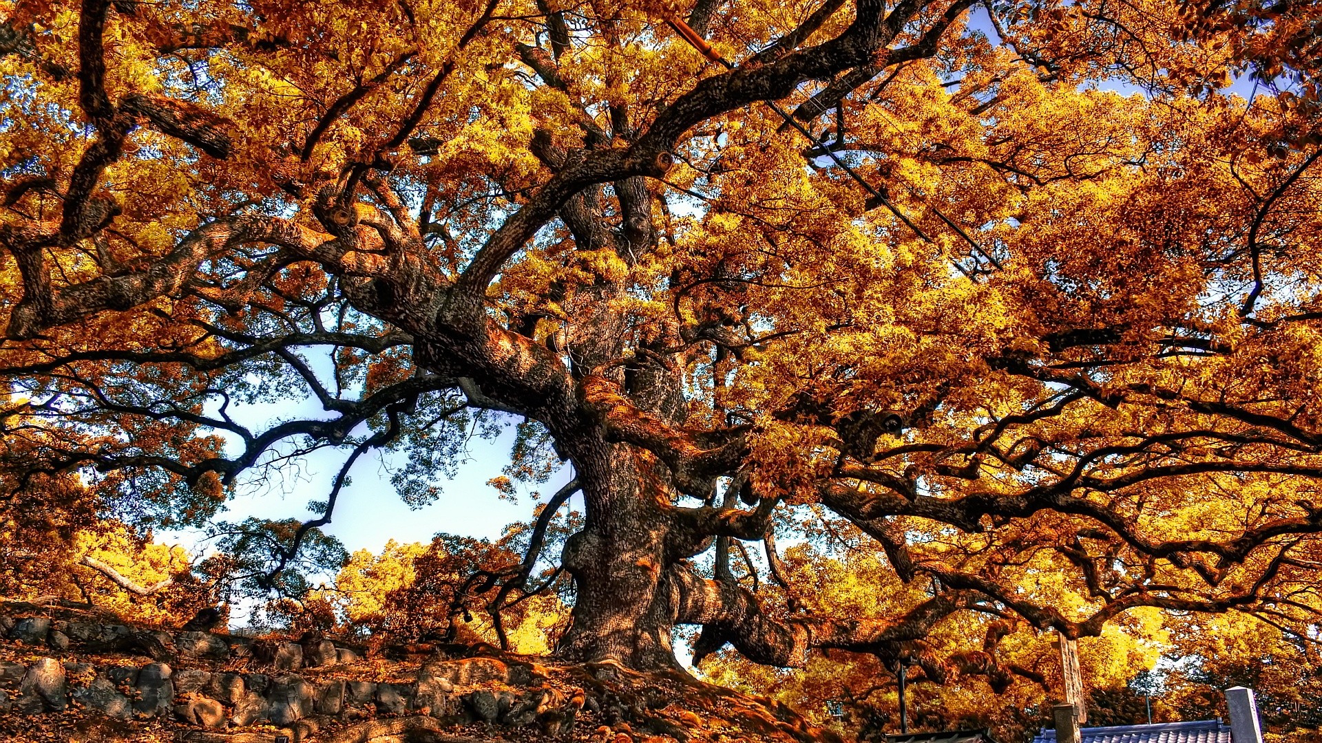 1920x1080 Giant tree autumn