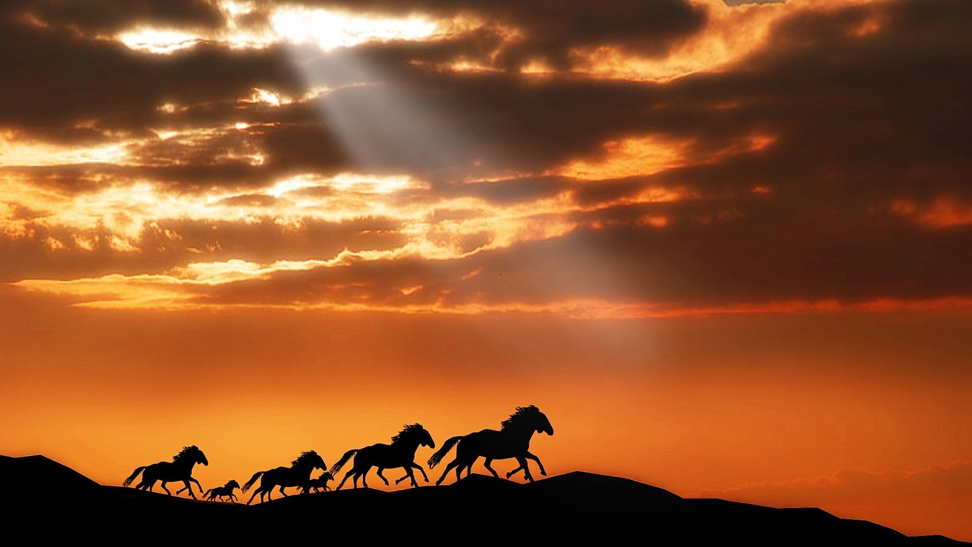 1920x1080  Wild horses ÃÂ· WunderschÃÂ¶ner SonnenuntergangSchÃÂ¶ne  PferdeWildpferde LaufenHandy HintergrundbilderWallpaper .