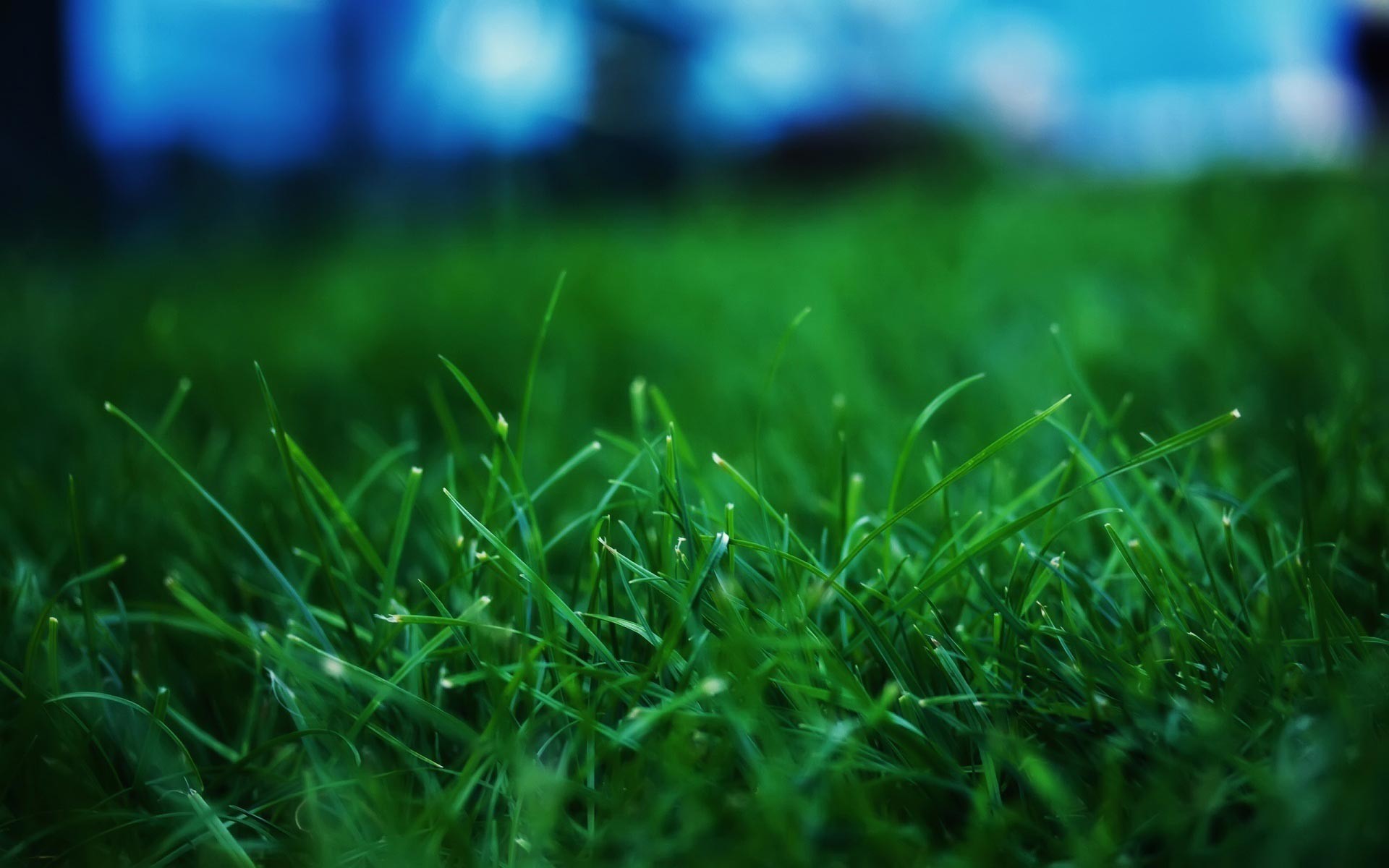1920x1200 dark-green-grass-high-quality-picture-hd-free-