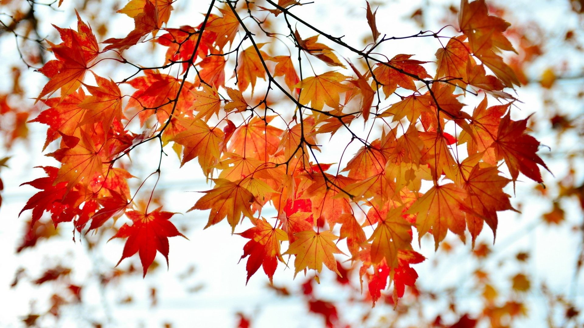 1920x1080 Leaves - Branch Red Autumn Leaves Maple Bokeh Photo Best Nature for HD 16:9