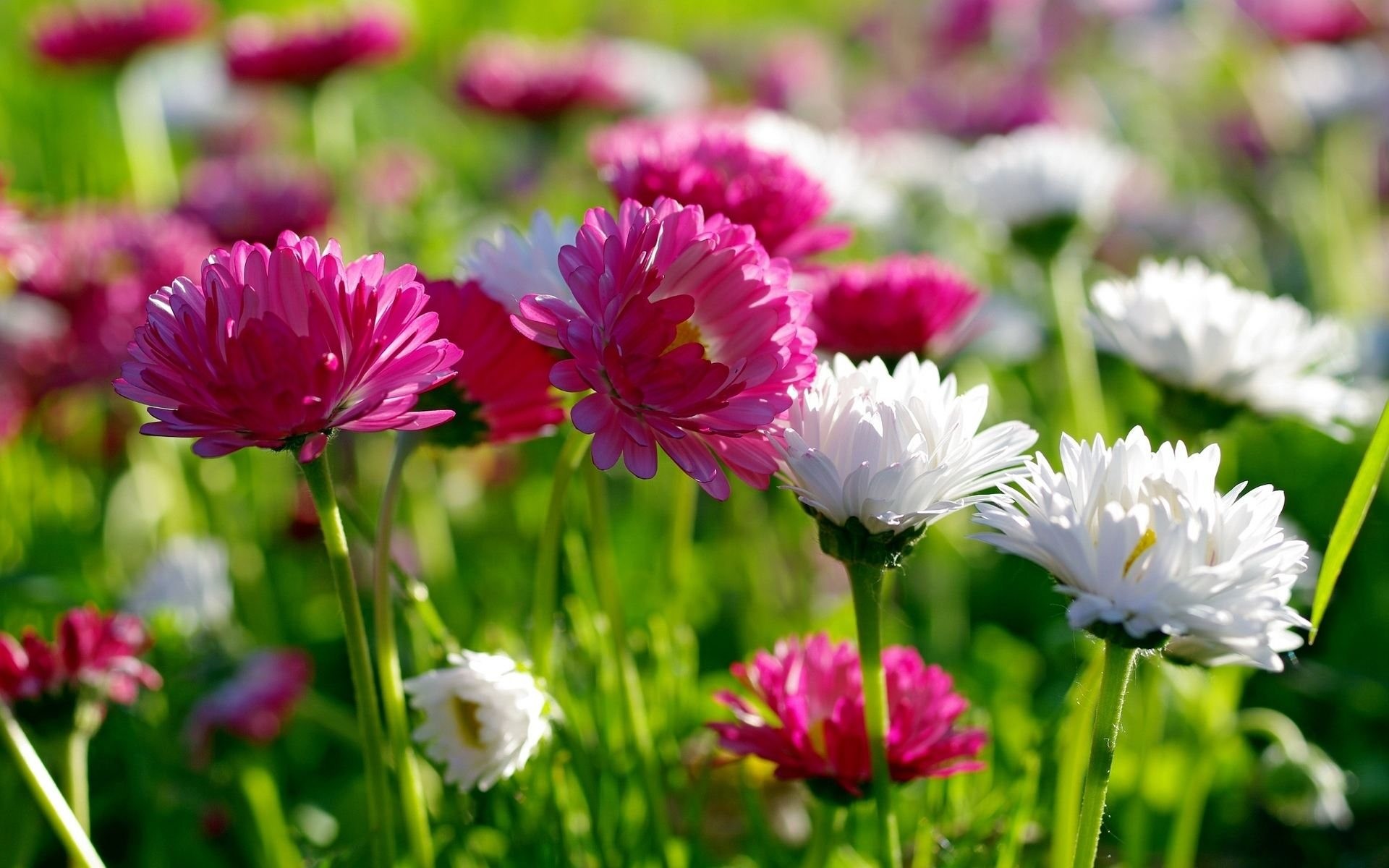 1920x1200 Awesome Pics. Backgrounds In High Quality: Spring Flowers ...