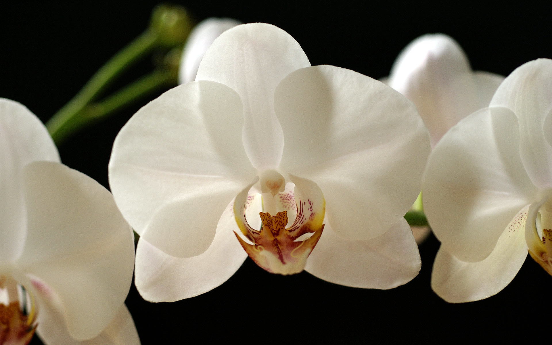 1920x1200 White Orchid