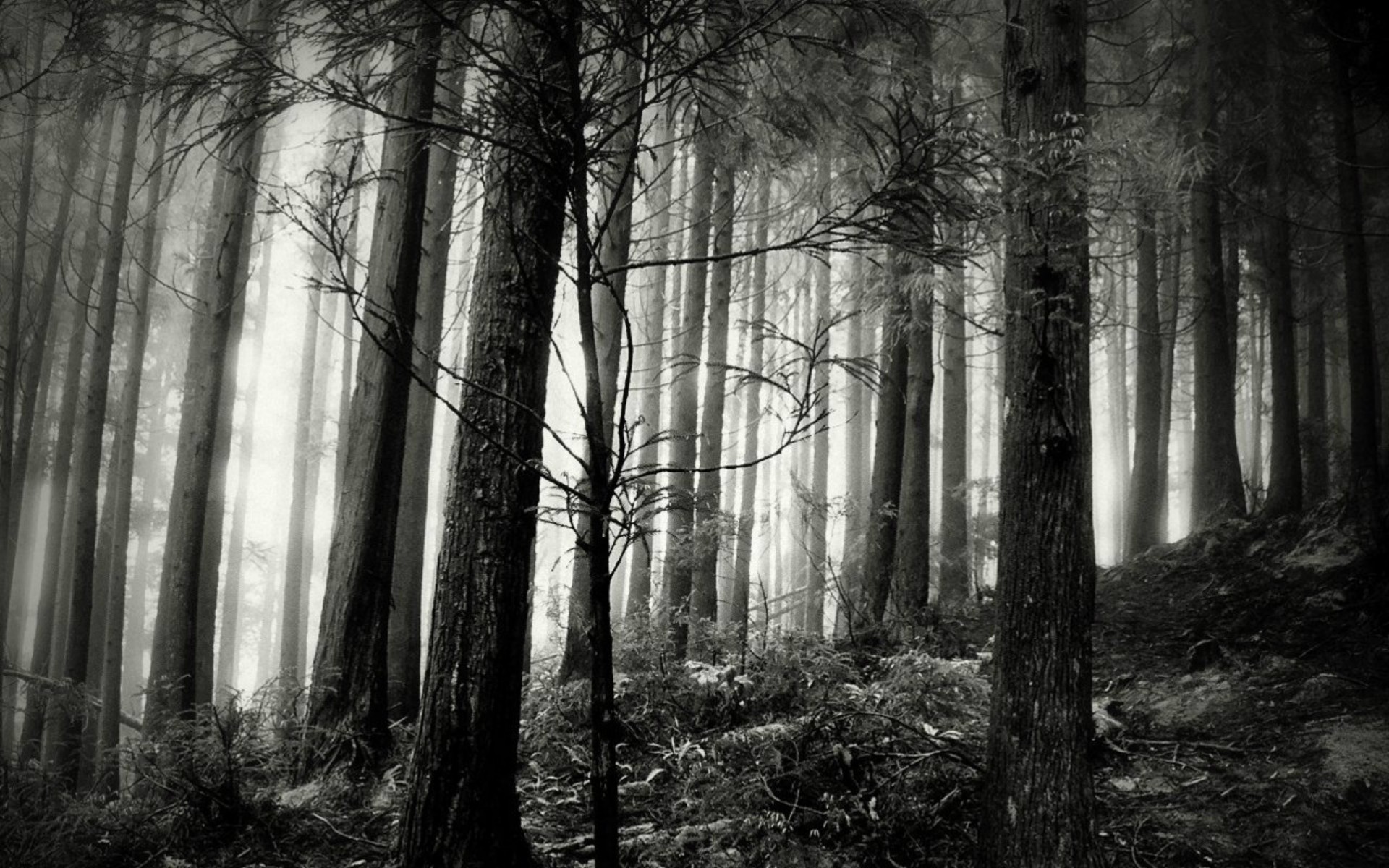 1920x1200 Black And White Forest Wallpaper