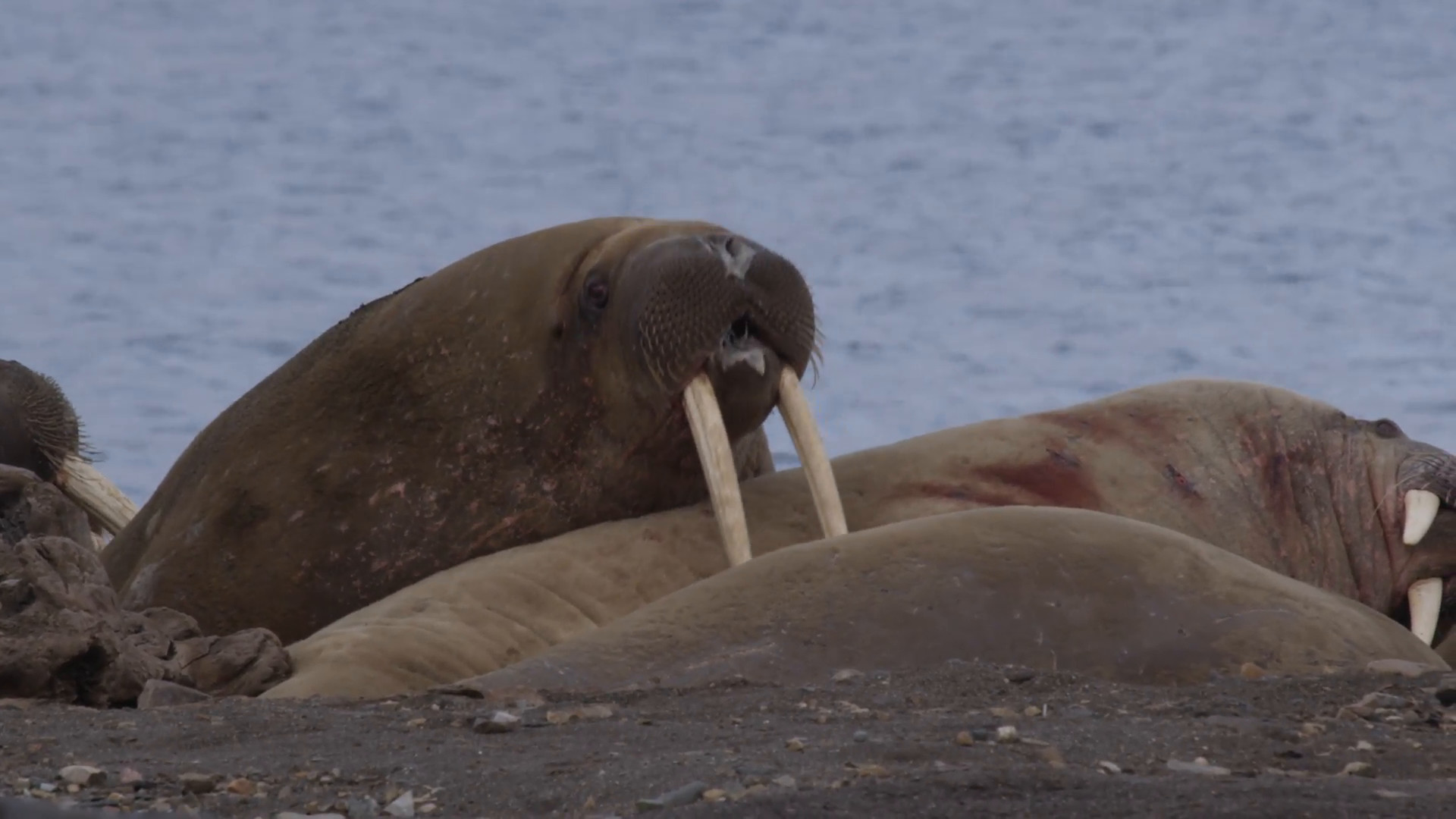 1920x1080 Slow motion of walrus blowing spit on its companions as they roll against  each other on the beach - A012 C037 07179M 001 Stock Video Footage -  VideoBlocks
