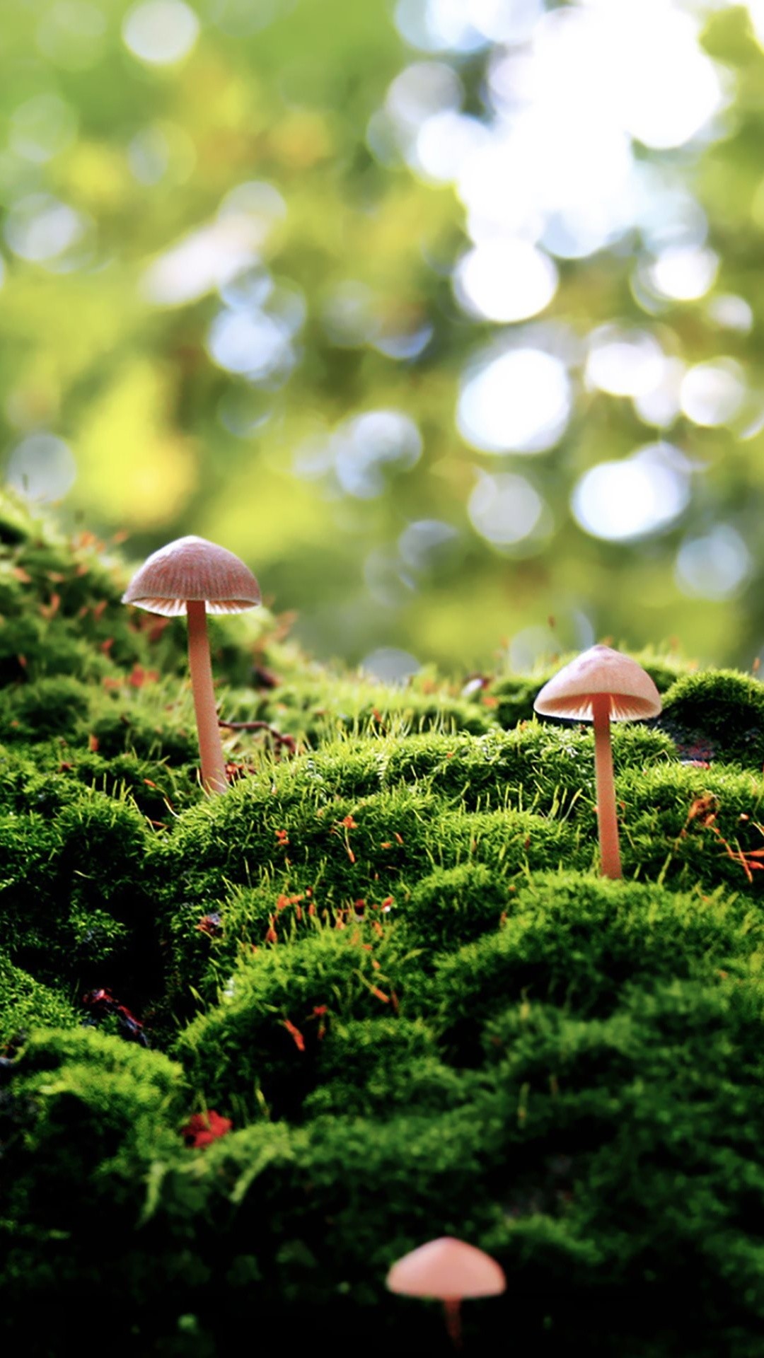 1080x1920 Mushrooms and Moss Wallpaper found on wallpapers for me