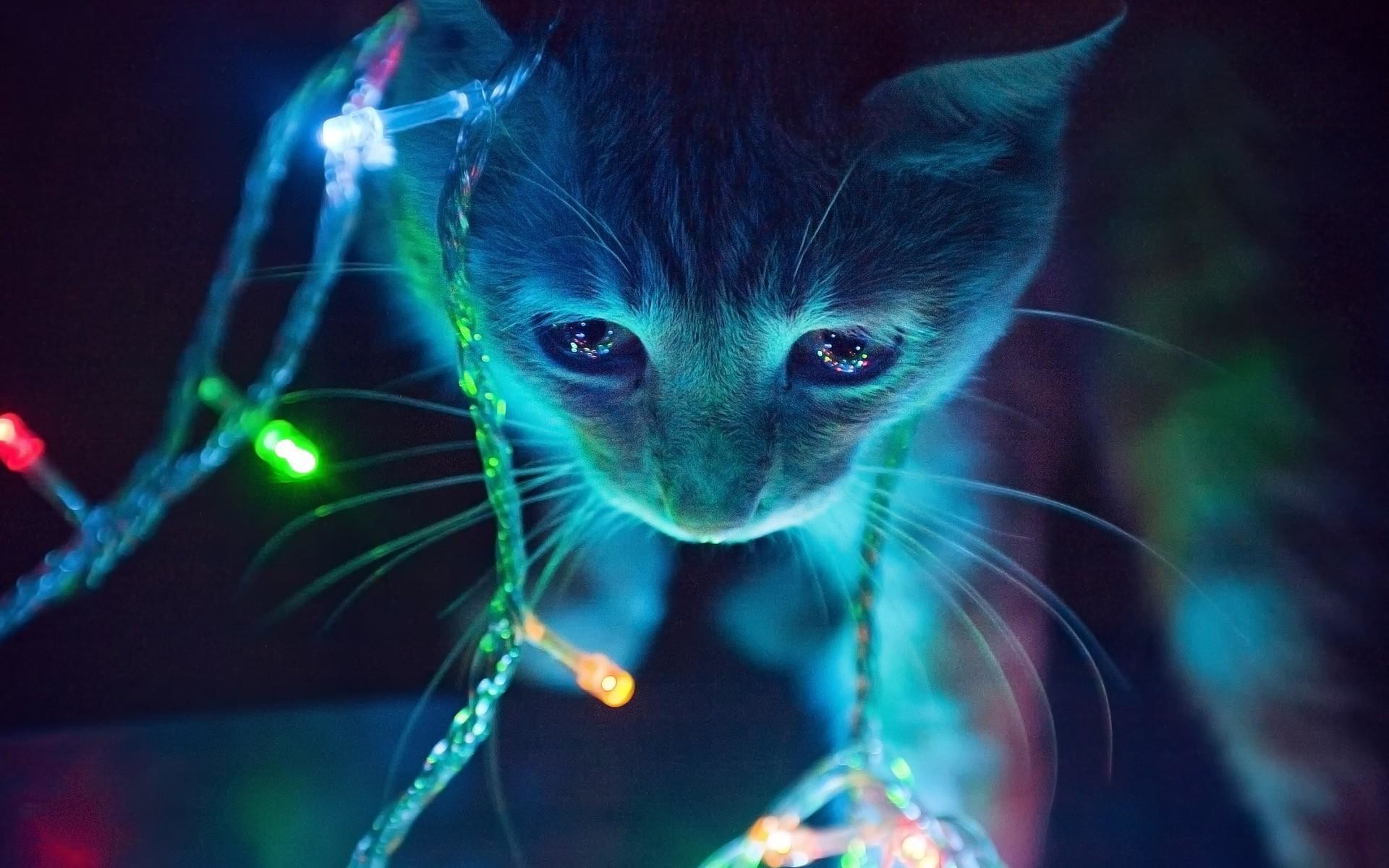 1920x1200 Cat Christmas Lights ...
