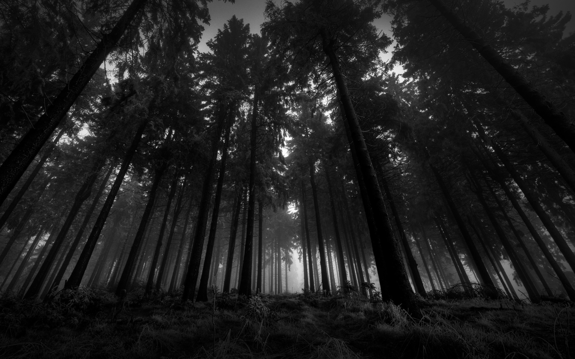 1920x1200 Black And White Landscapes Nature Trees
