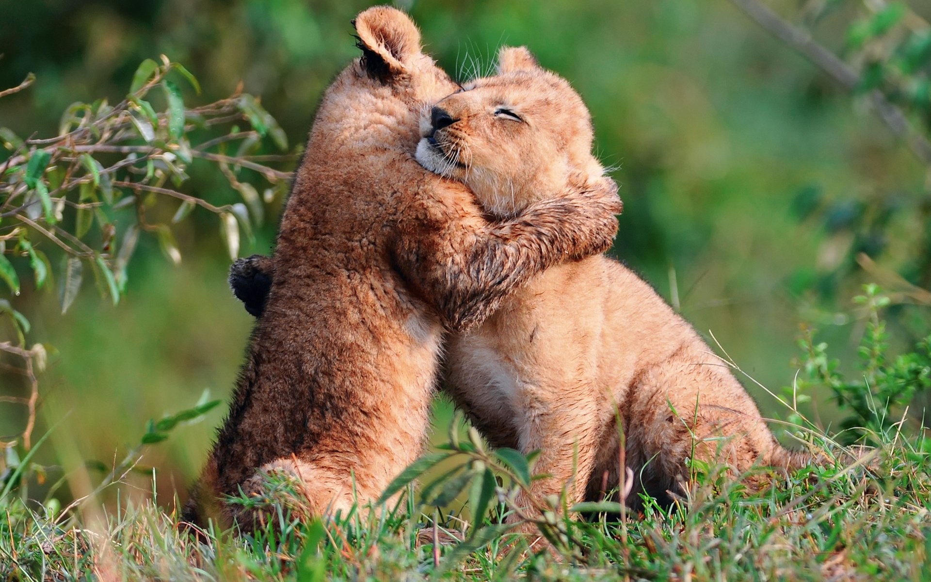 1920x1200 Tiere - LÃ¶we Baby Animal Tiere Cub SÃ¼Ã Hug Liebe Wallpaper