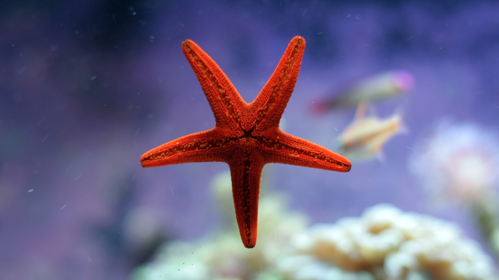 1920x1080 Preview wallpaper starfish, underwater, ocean 