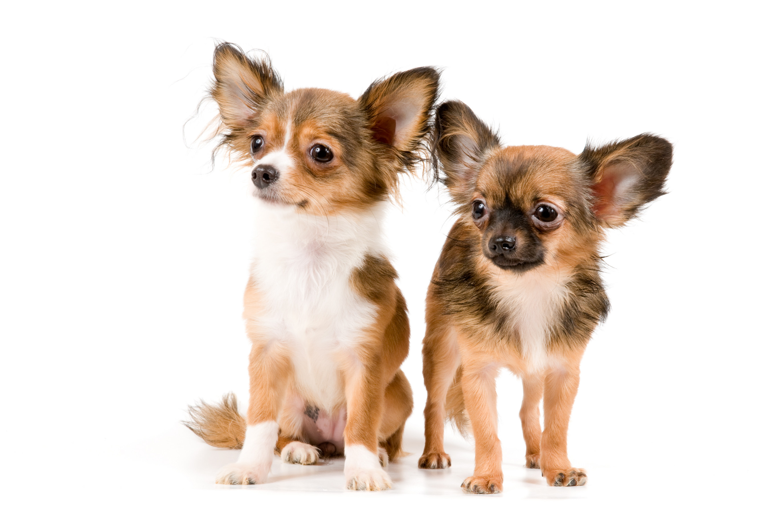 2743x1822 Chihuahua Dogs 12 High Resolution Wallpaper