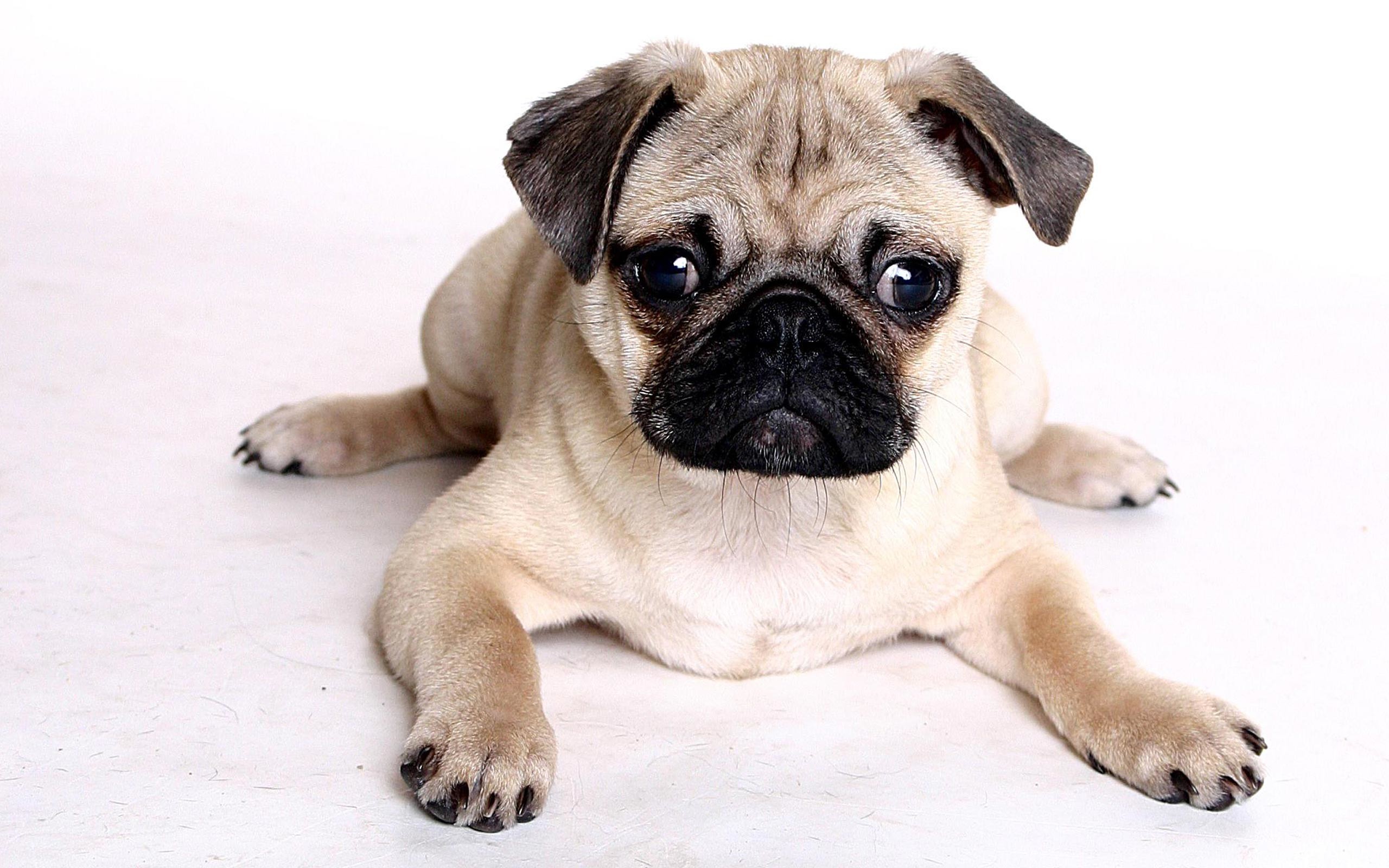 2560x1600 hd wallpapers new beautiful hd wallpapers of pug dog free download .