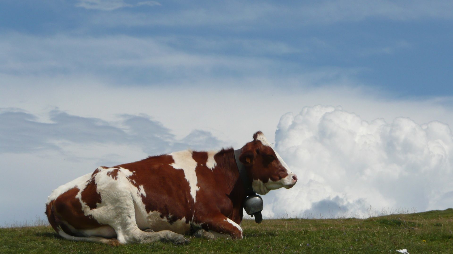 1920x1080 Italy Tag - Monte Italy Cow Bale Desktop Pictures Of Wild Animals for HD 16:
