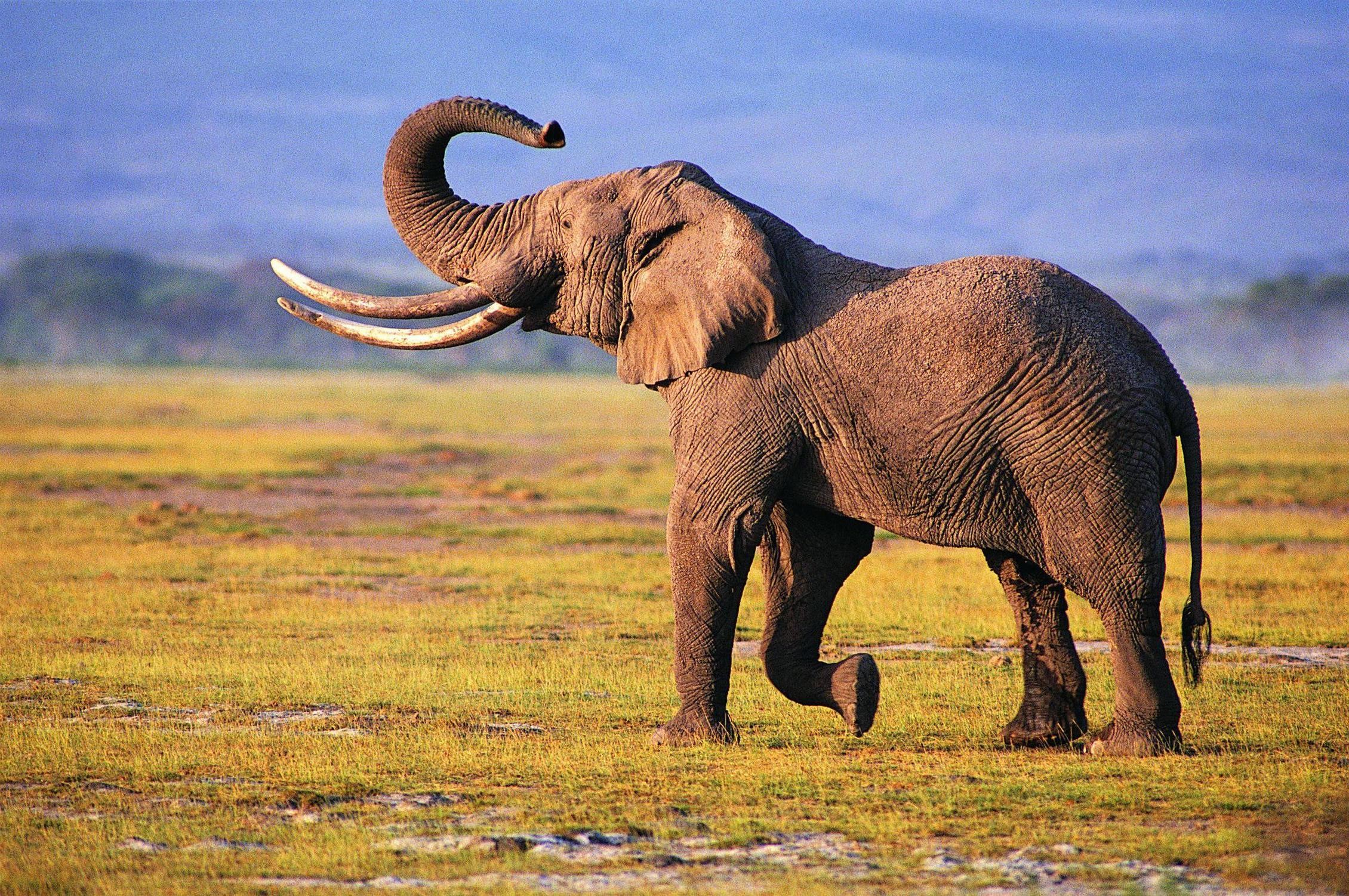 2260x1502 elephant desktop wallpaper Elephant Desktop Wallpapers