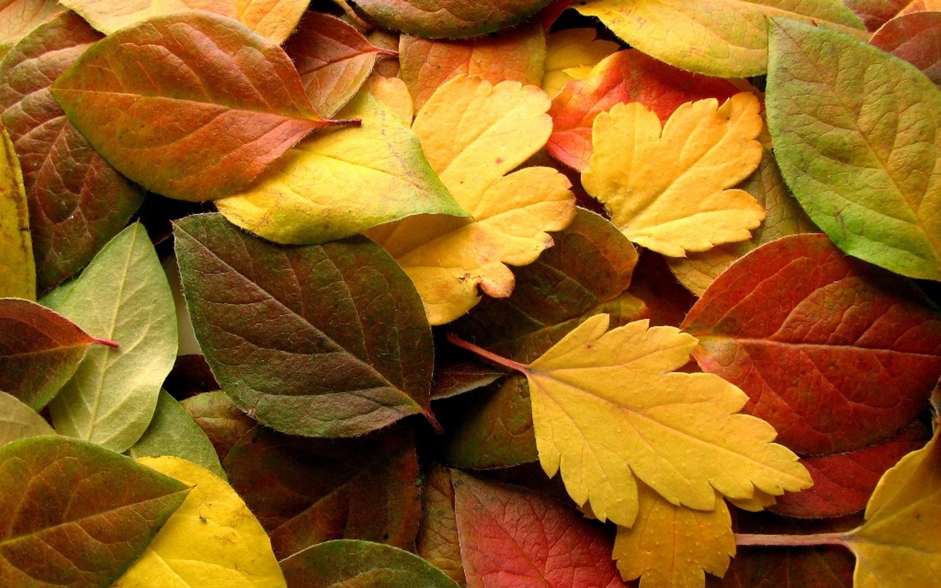 1920x1200 Autumn-wallpaper-colors