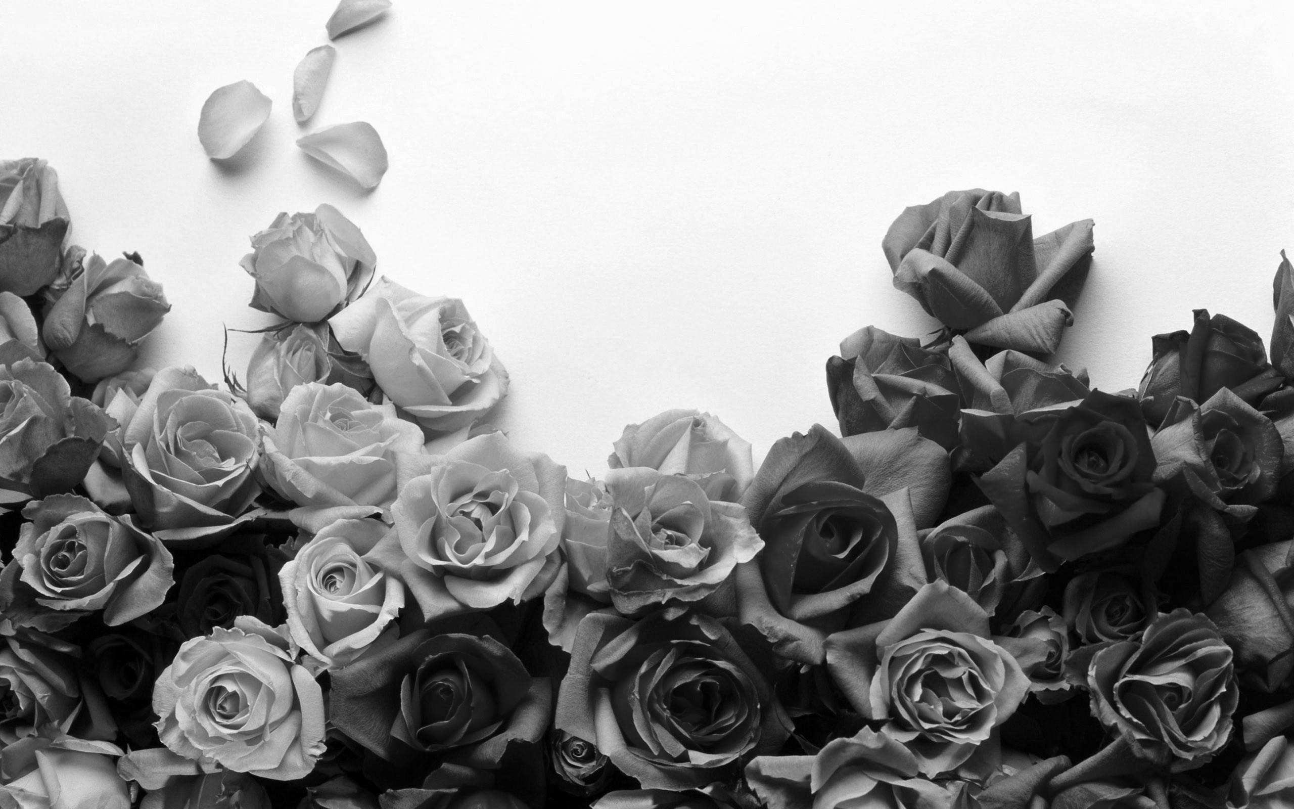 2560x1600 Flowers Black And White Colors Of Roses Wallpaper. Black and White .