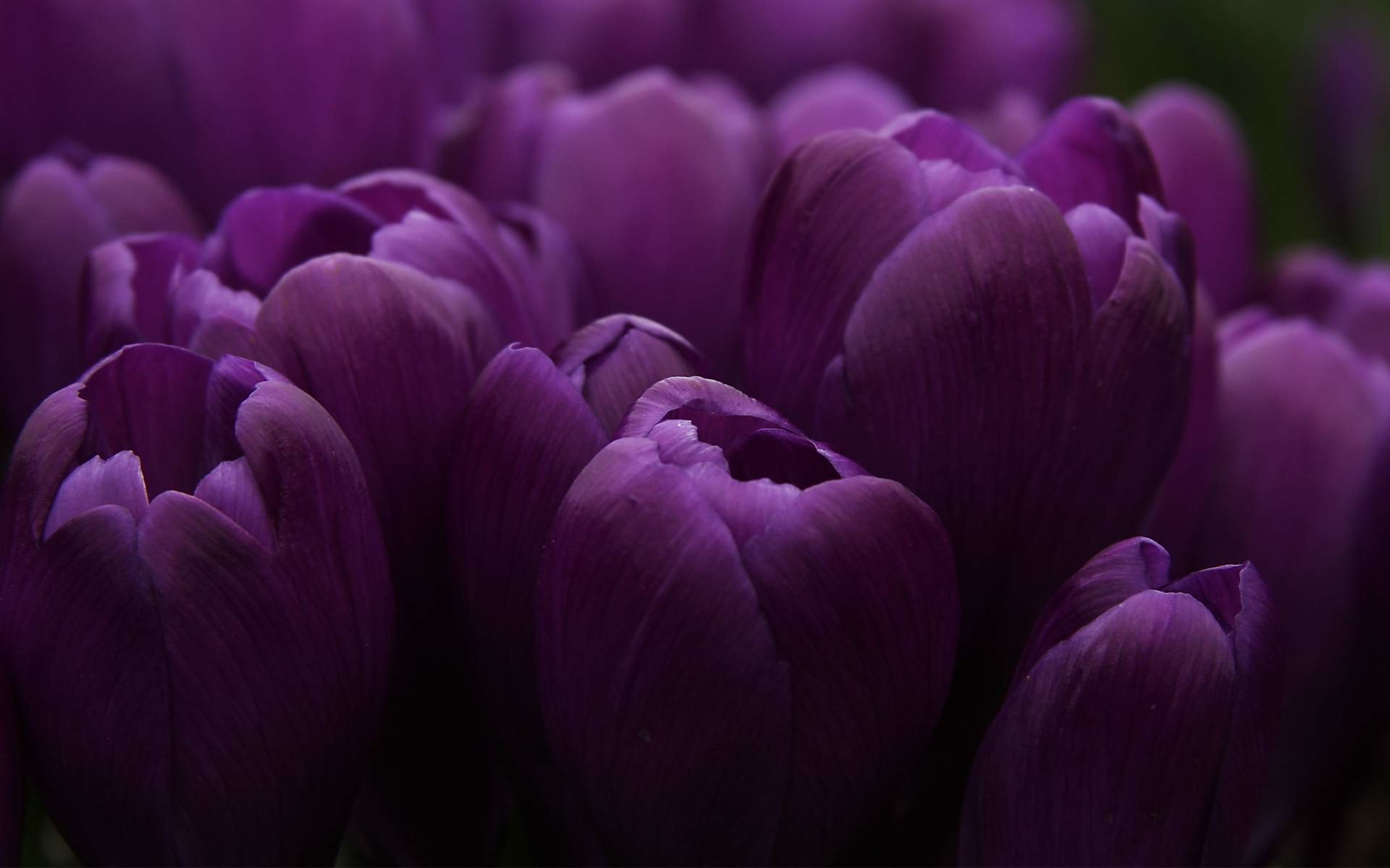 1920x1200 Wallpapers For > Purple Flower Black Background